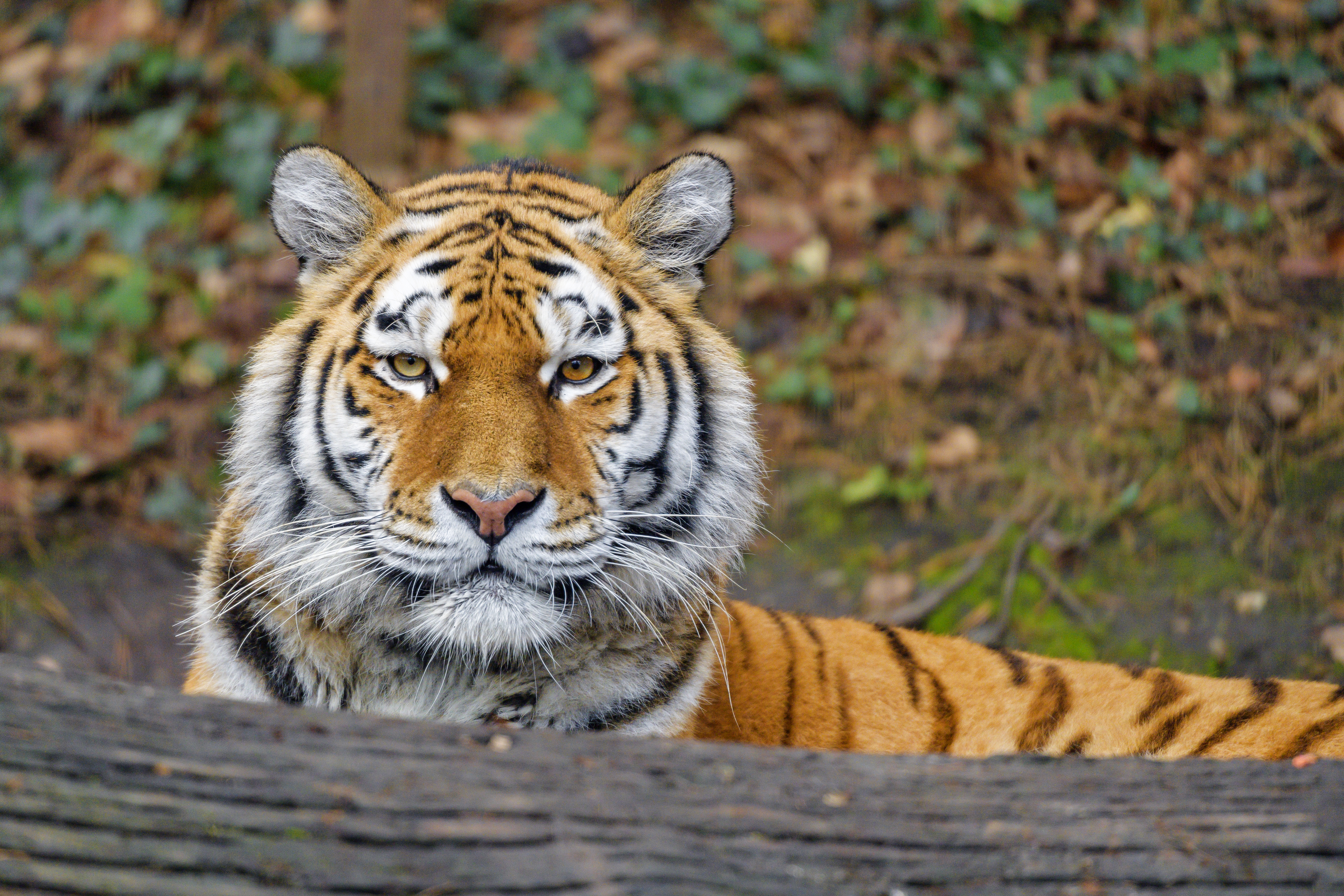 146372 Bild herunterladen tiger, big cat, raubtier, tiere, predator, große katze, sicht, meinung, tier - Hintergrundbilder und Bildschirmschoner kostenlos