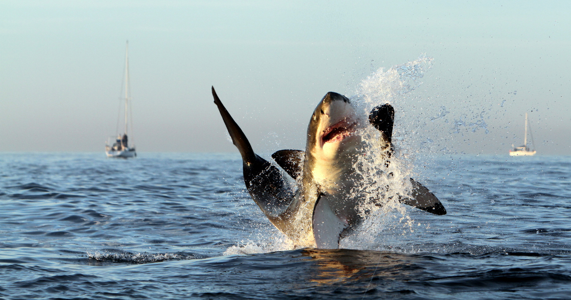 340090画像をダウンロード動物, ホホジロザメ, サメ-壁紙とスクリーンセーバーを無料で