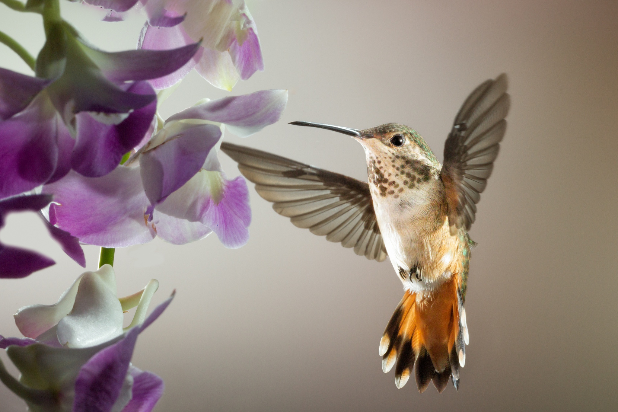 Laden Sie das Tiere, Vögel, Vogel, Kolibri-Bild kostenlos auf Ihren PC-Desktop herunter