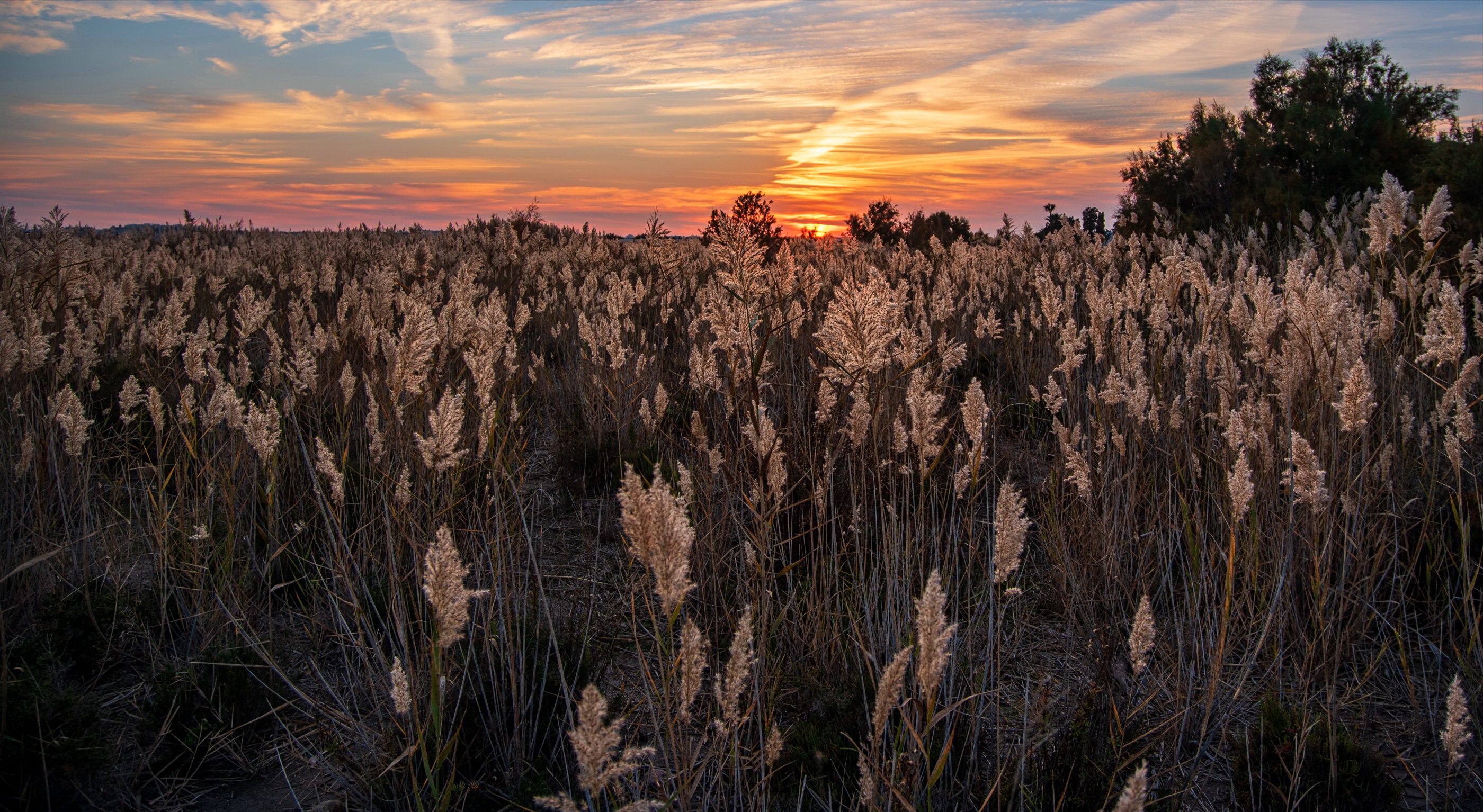 Laden Sie das Feld, Gras, Sonnenuntergang, Erde/natur-Bild kostenlos auf Ihren PC-Desktop herunter