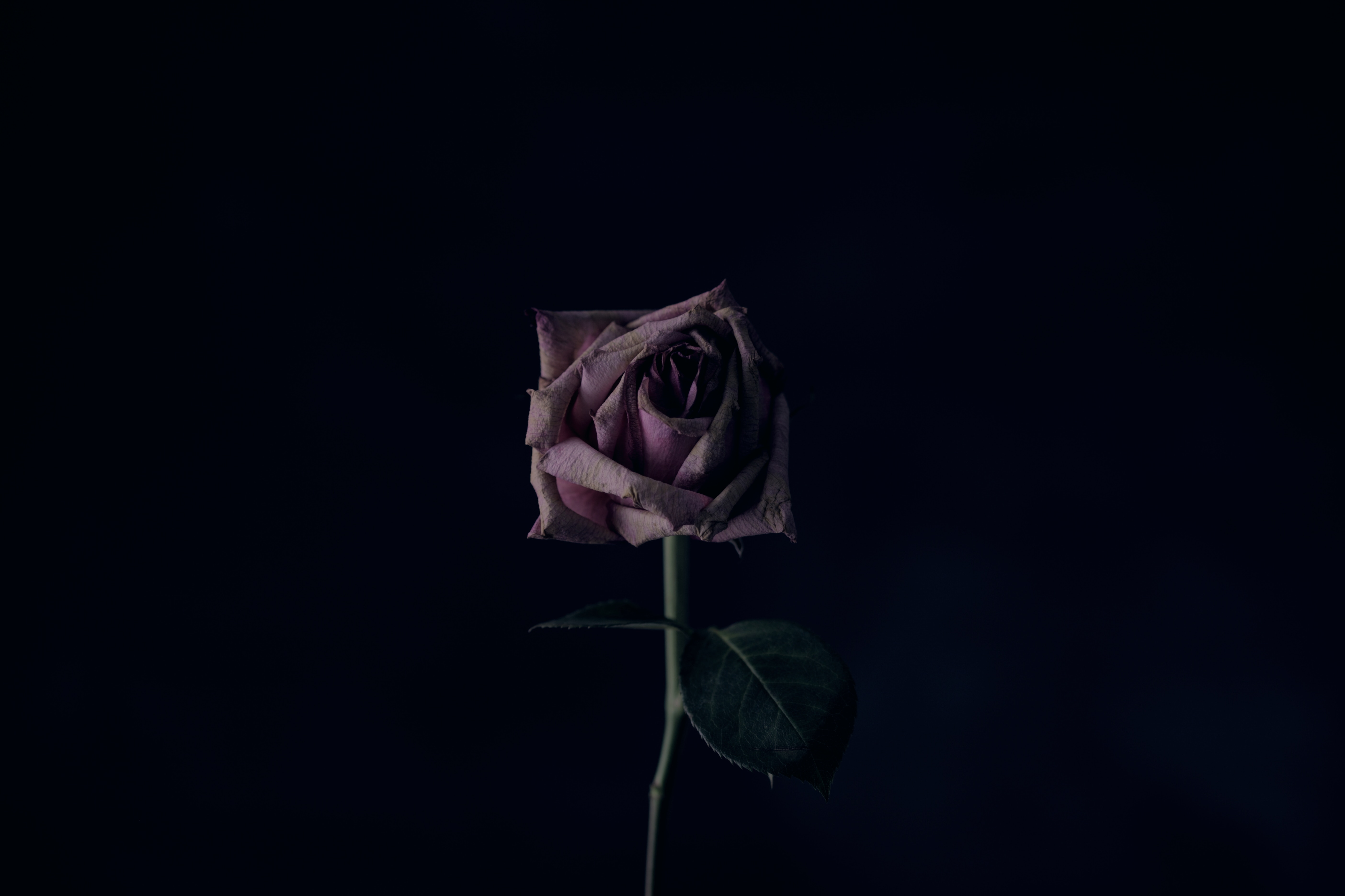 Téléchargez des papiers peints mobile Bourgeon, Fleur, Sombre, Rose, Une Rose, Fond Noir gratuitement.