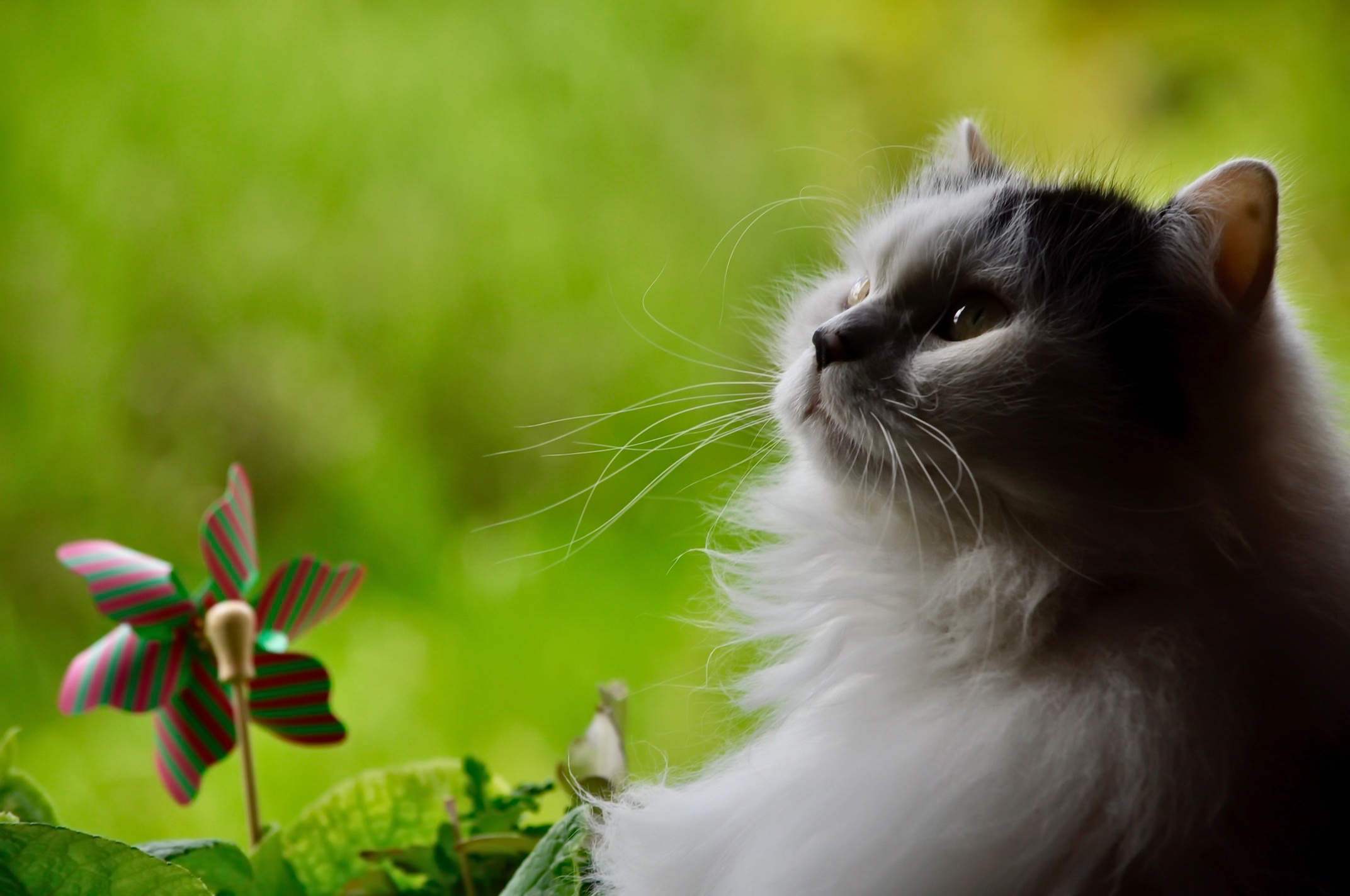 Baixe gratuitamente a imagem Gato, Gatos, Animais na área de trabalho do seu PC