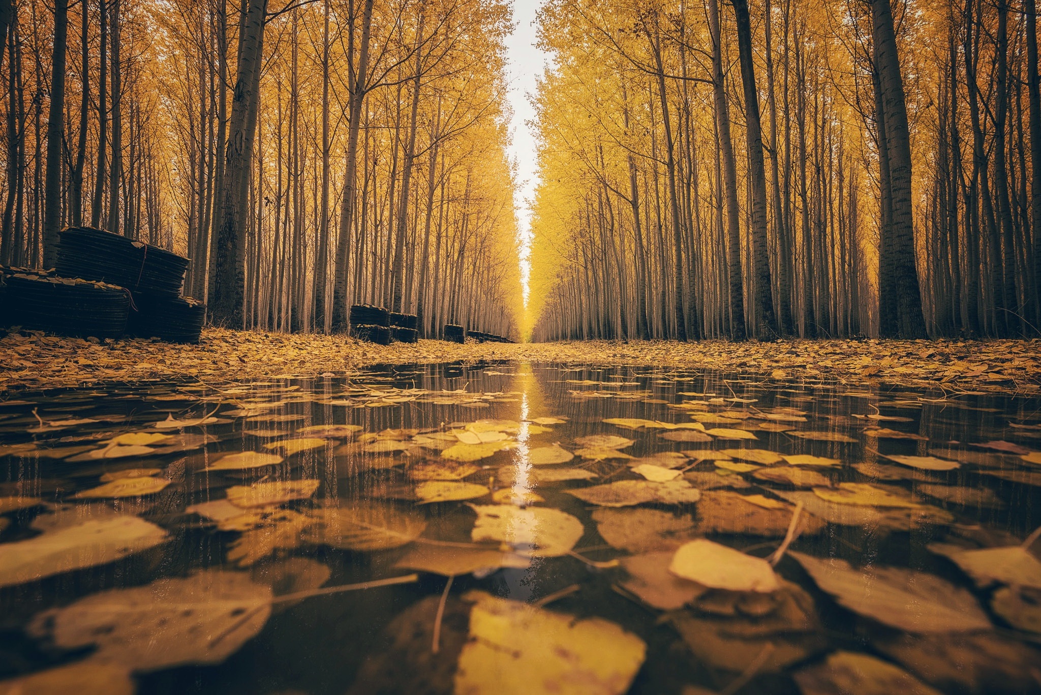 Download mobile wallpaper Nature, Water, Forest, Tree, Leaf, Fall, Earth, Path for free.