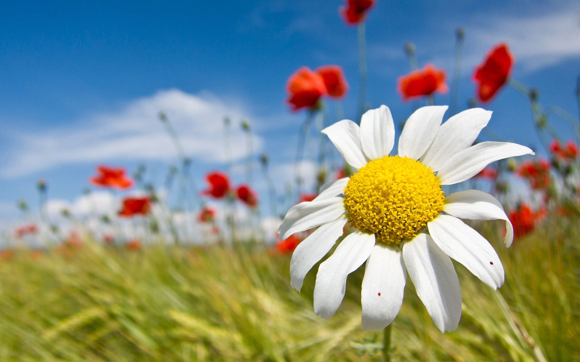 Laden Sie das Feld, Sommer, Sky, Kamille, Stimmung, Clouds, Blumen-Bild kostenlos auf Ihren PC-Desktop herunter