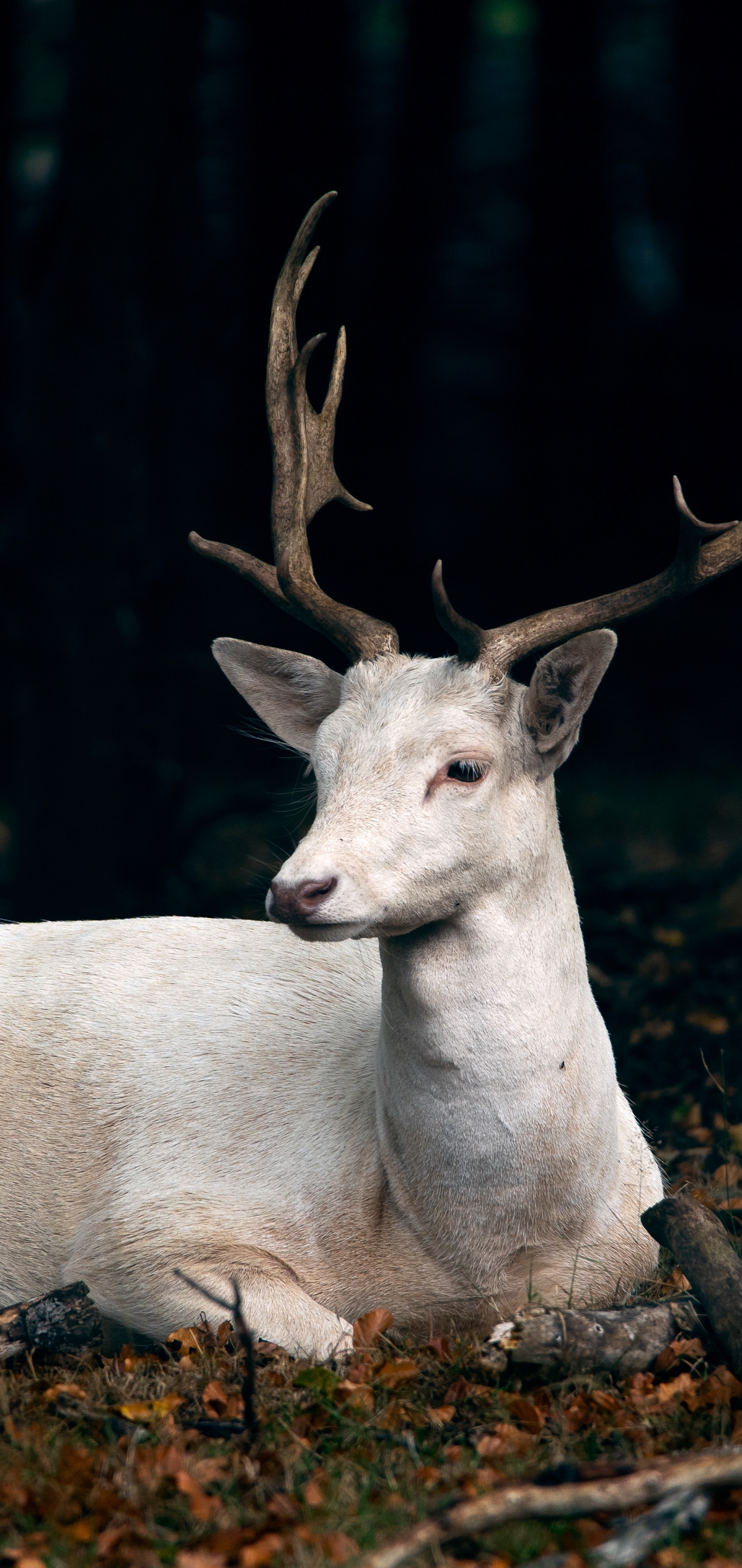 Download mobile wallpaper Animal, Deer, Horns for free.