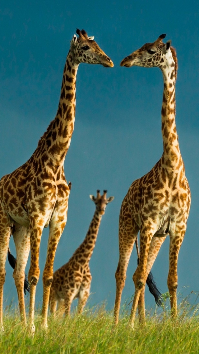 Handy-Wallpaper Tiere, Giraffe, Tierbaby kostenlos herunterladen.