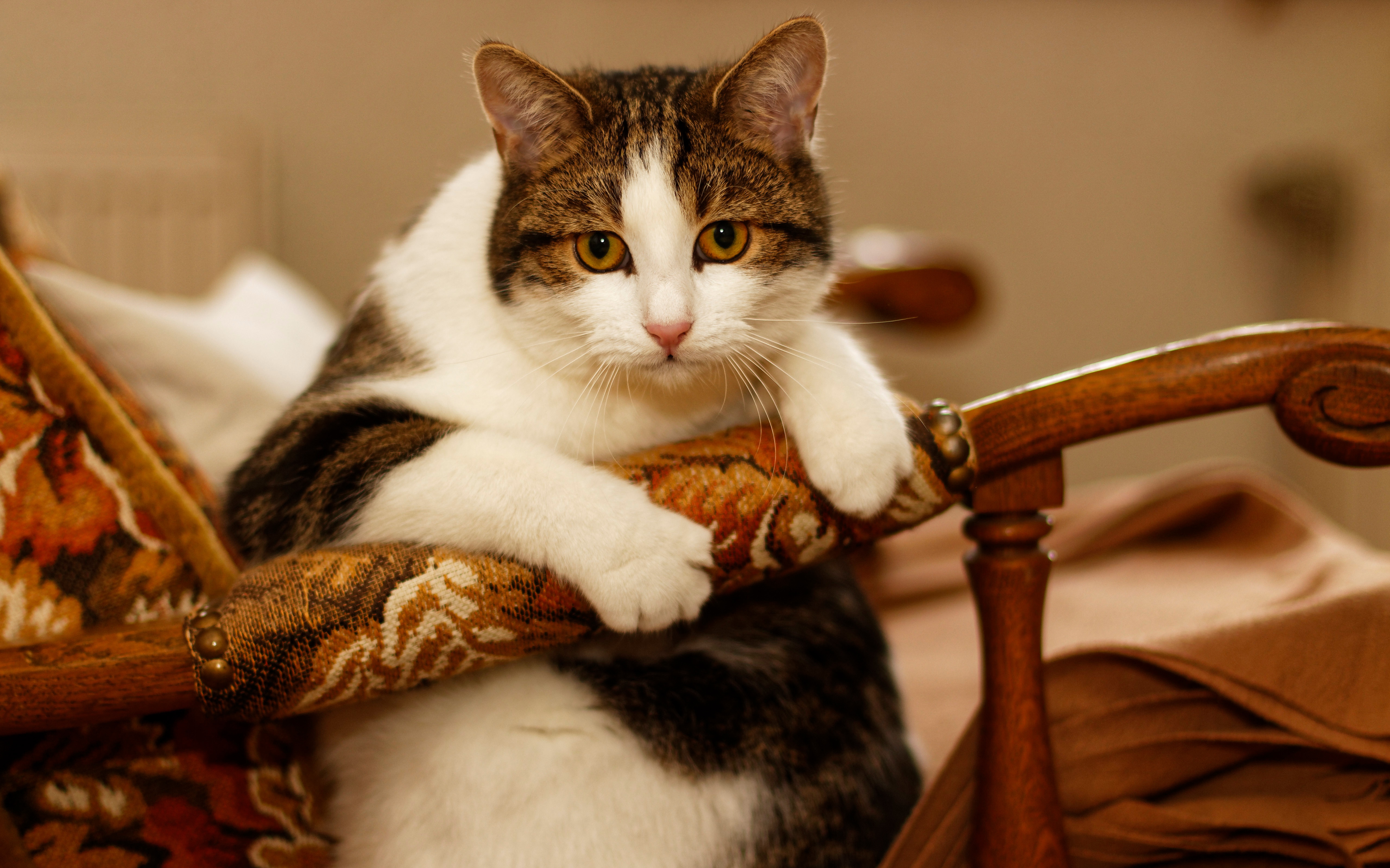 Baixe gratuitamente a imagem Animais, Gatos, Gato na área de trabalho do seu PC