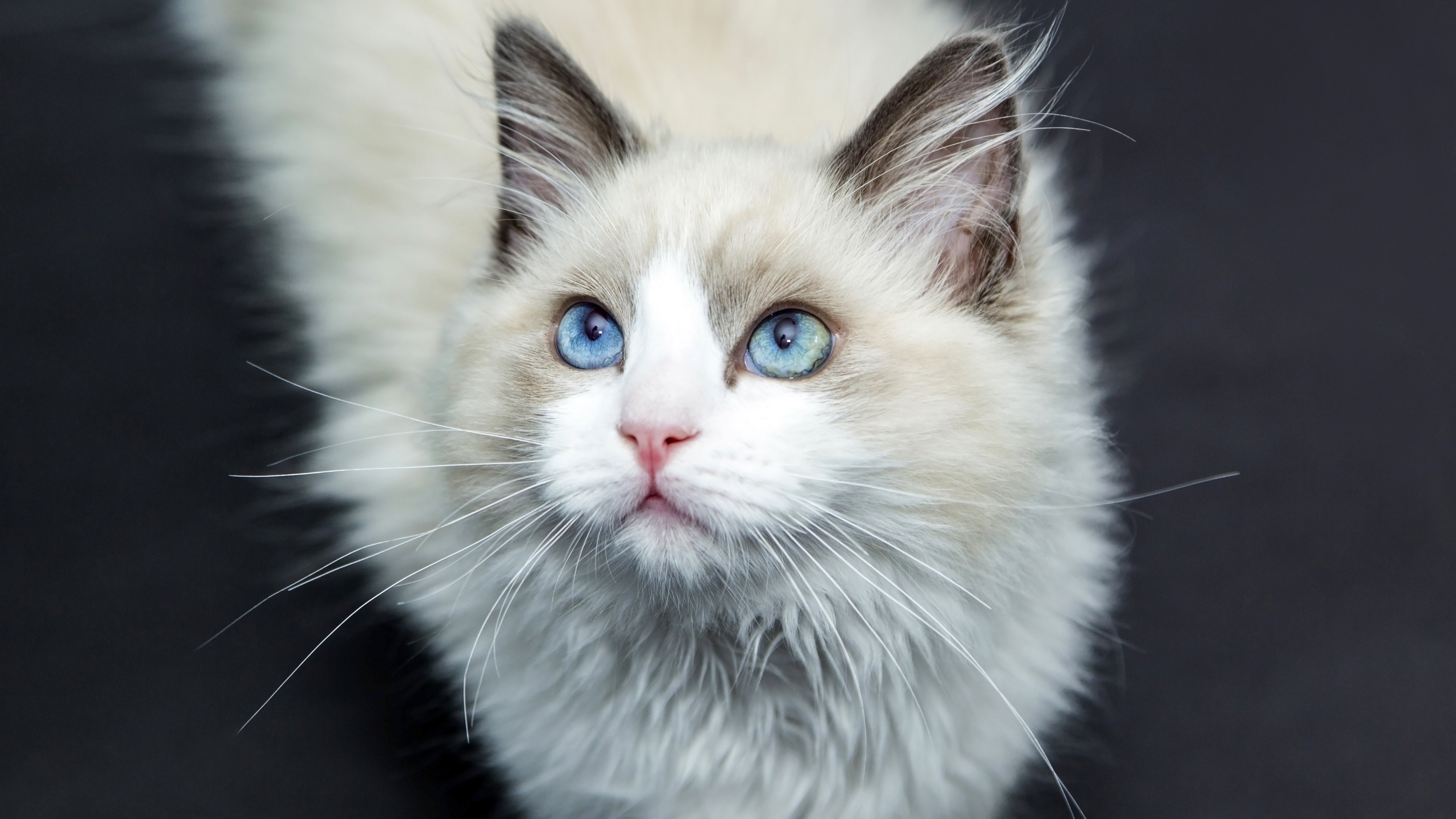 Скачати мобільні шпалери Кішка, Тварина, Коти, Блакитні Очі безкоштовно.