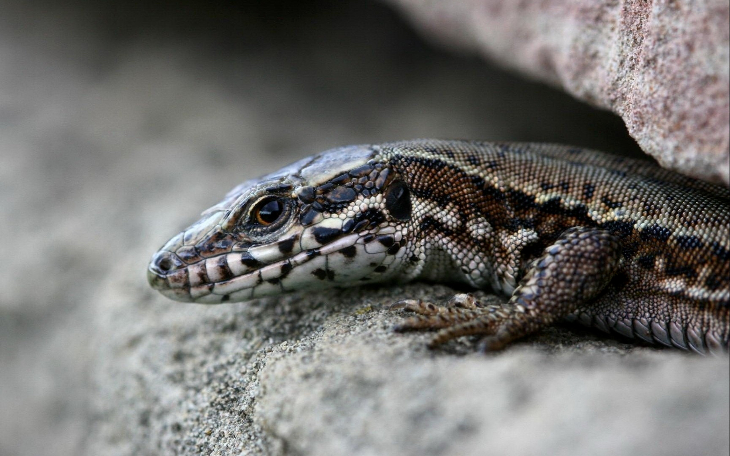 Descarga gratuita de fondo de pantalla para móvil de Lagarto, Reptiles, Animales.