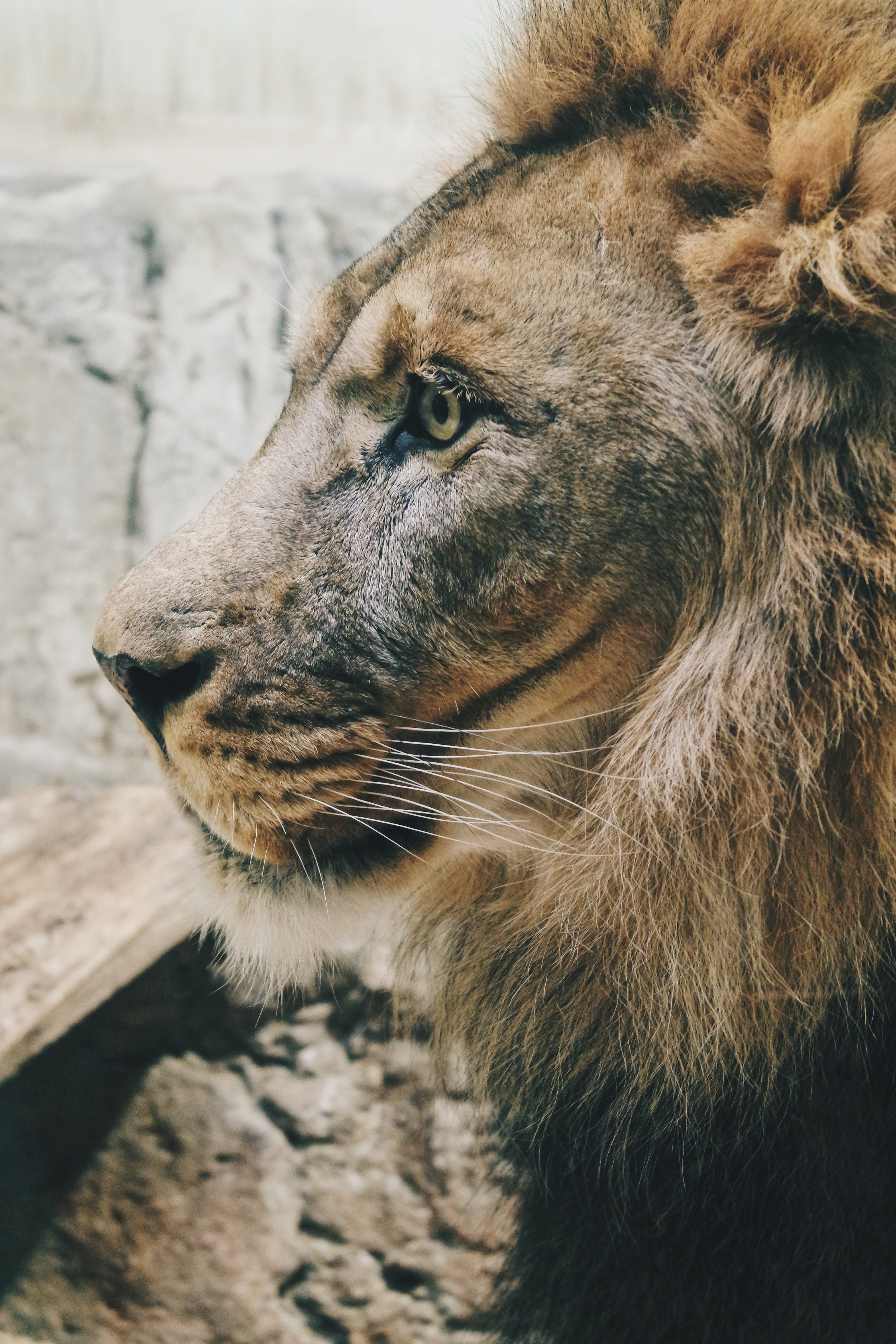 93595 descargar fondo de pantalla animales, un leon, león, depredador, gato grande, visión, opinión, perfil, melena, rey de las bestias: protectores de pantalla e imágenes gratis