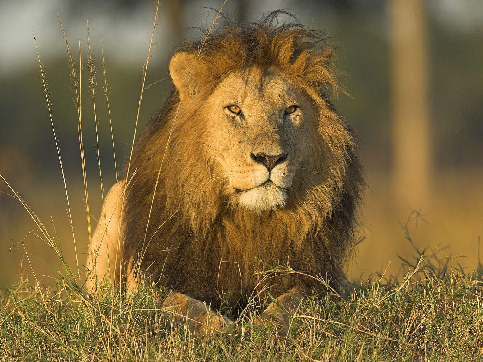 Téléchargez des papiers peints mobile Chat, Lion, Chats, Animaux gratuitement.