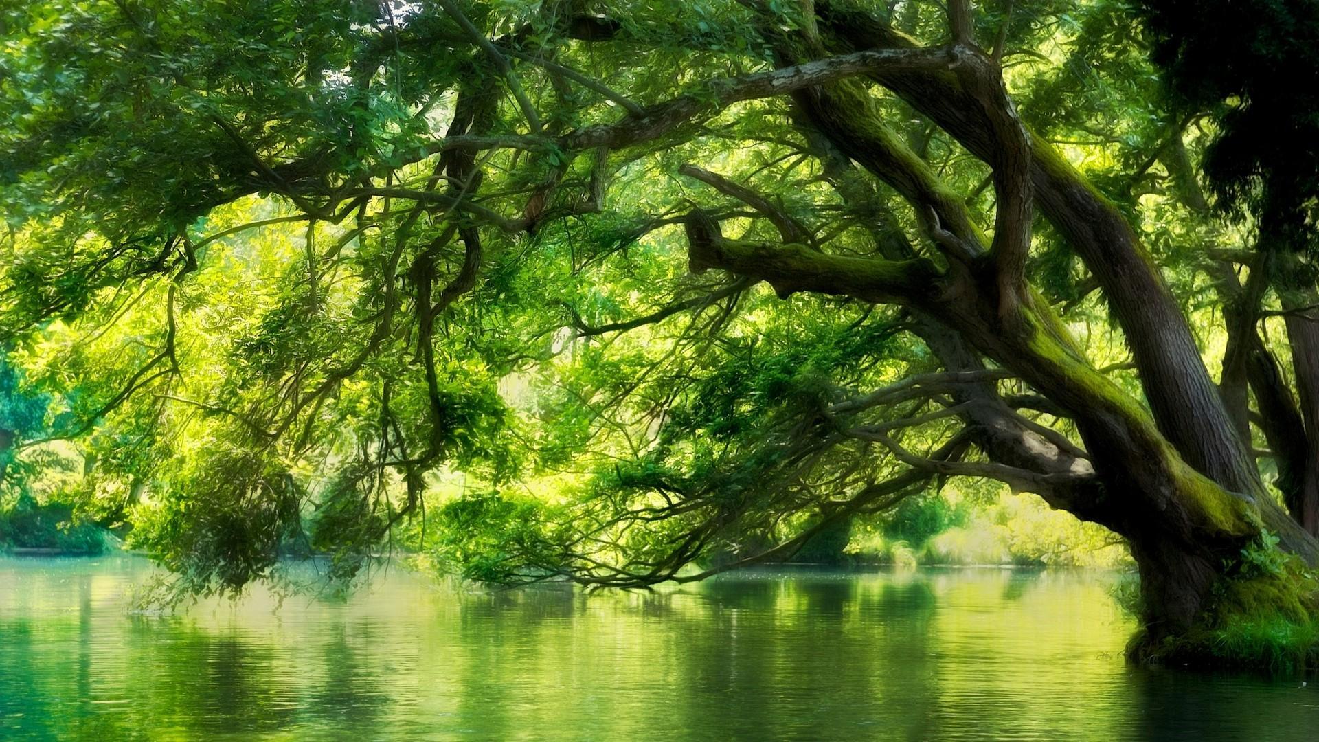 Скачать картинку Вода, Деревья, Лес, Дерево, Зеленый, Земля/природа в телефон бесплатно.
