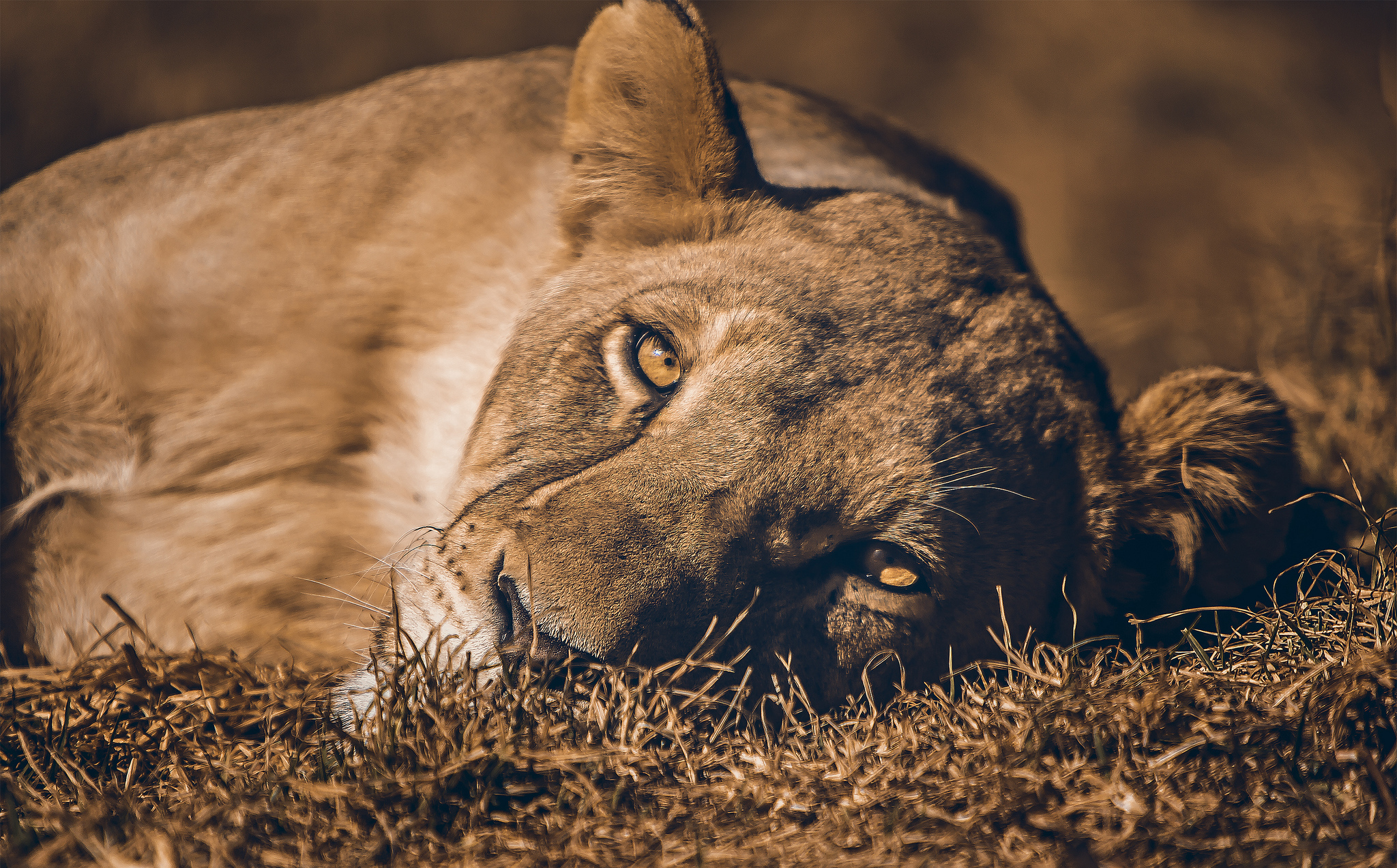 Download mobile wallpaper Cats, Muzzle, Lion, Lioness, Animal for free.