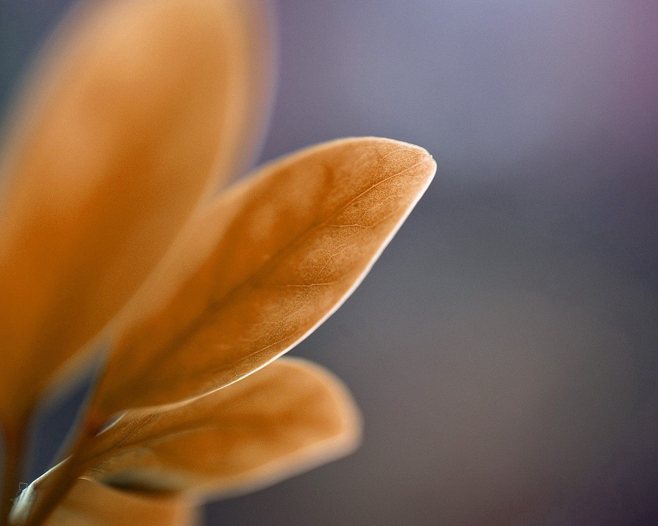 Download mobile wallpaper Greased, Smeared, Macro, Leaves, Petals, Background for free.