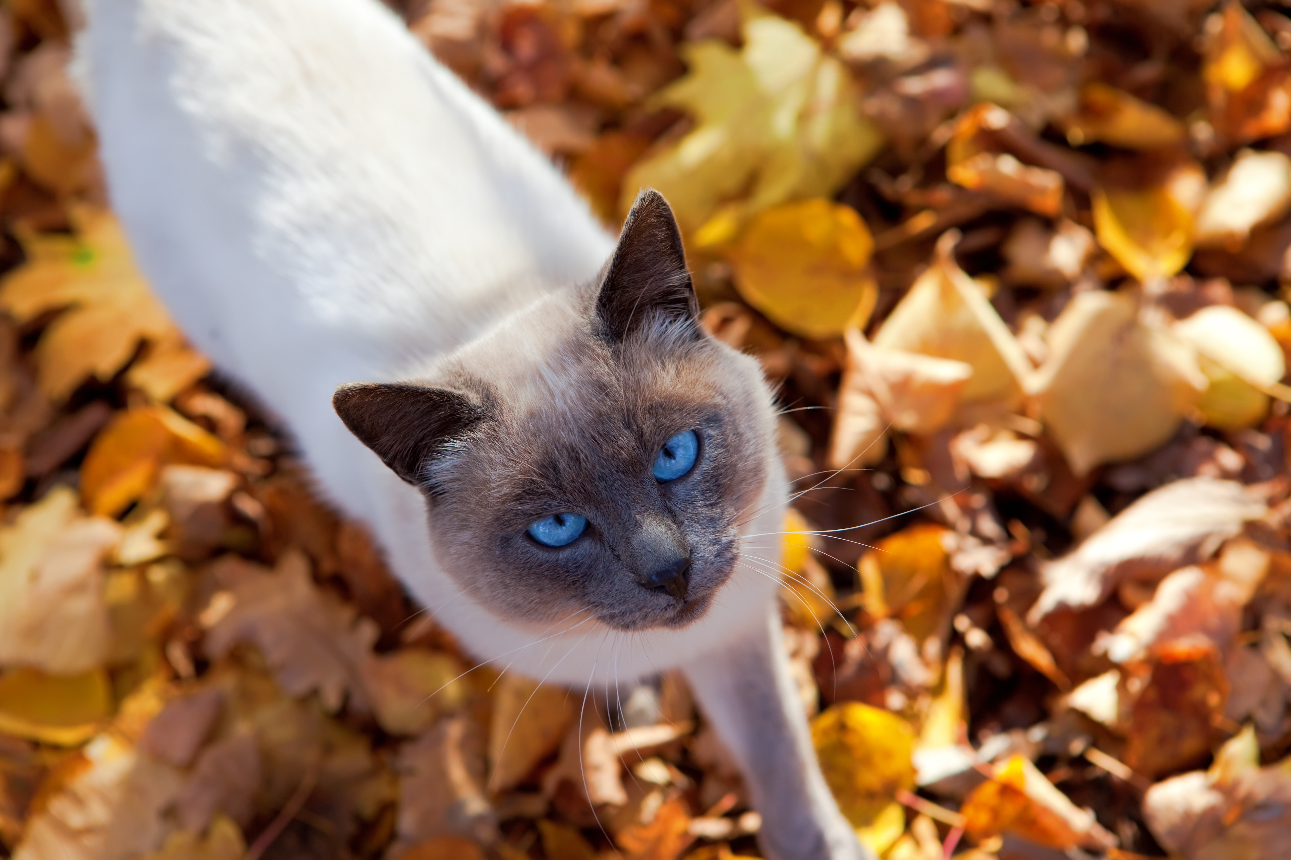 Laden Sie das Tiere, Katzen, Katze, Starren-Bild kostenlos auf Ihren PC-Desktop herunter