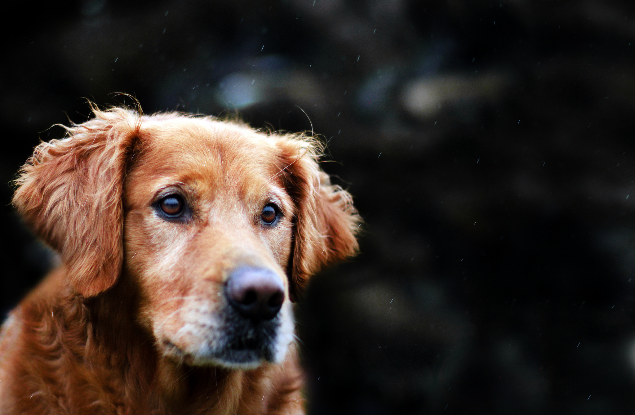 Download mobile wallpaper Dogs, Animal, Golden Retriever for free.