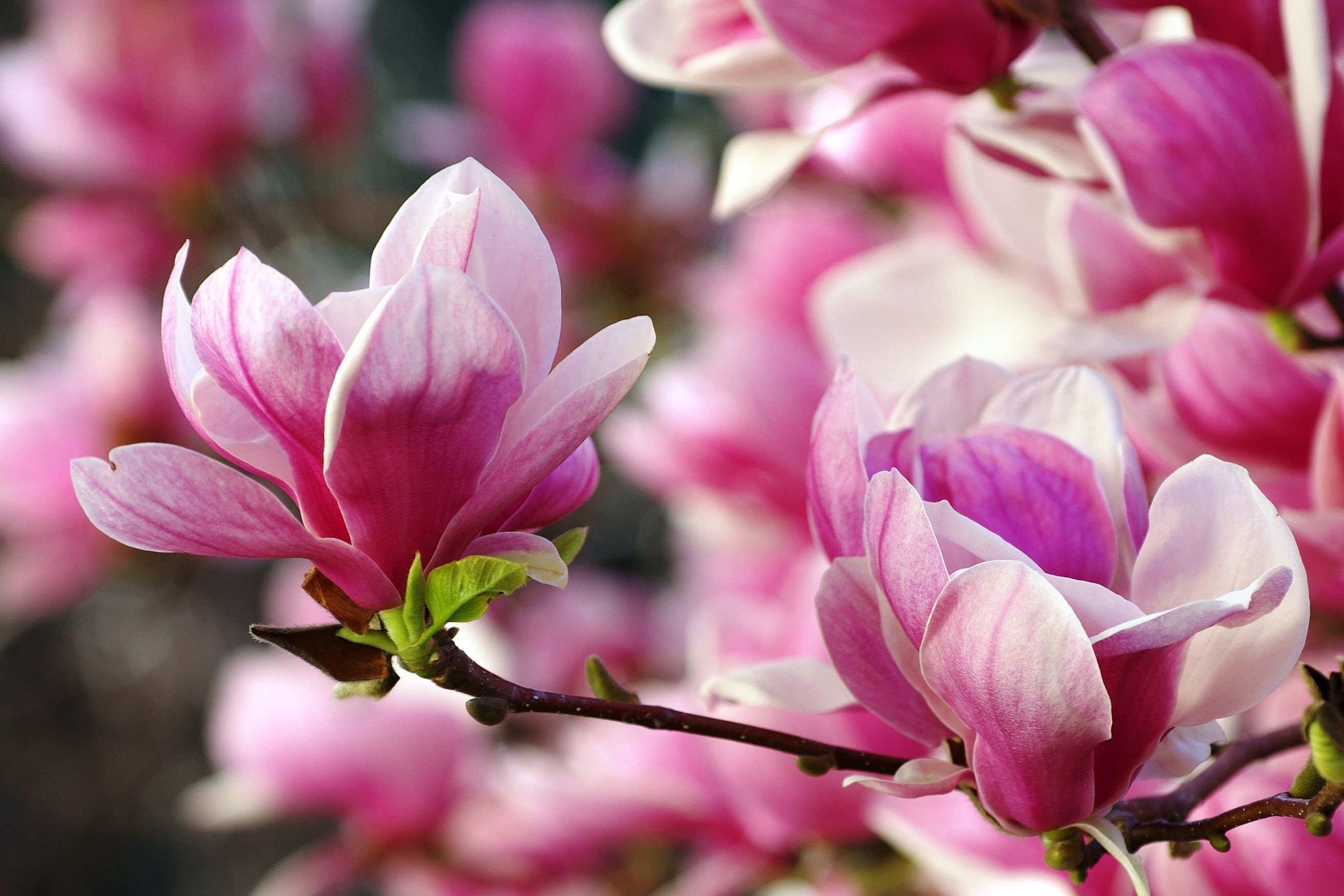 486035 Bild herunterladen erde/natur, magnolie, bäume - Hintergrundbilder und Bildschirmschoner kostenlos