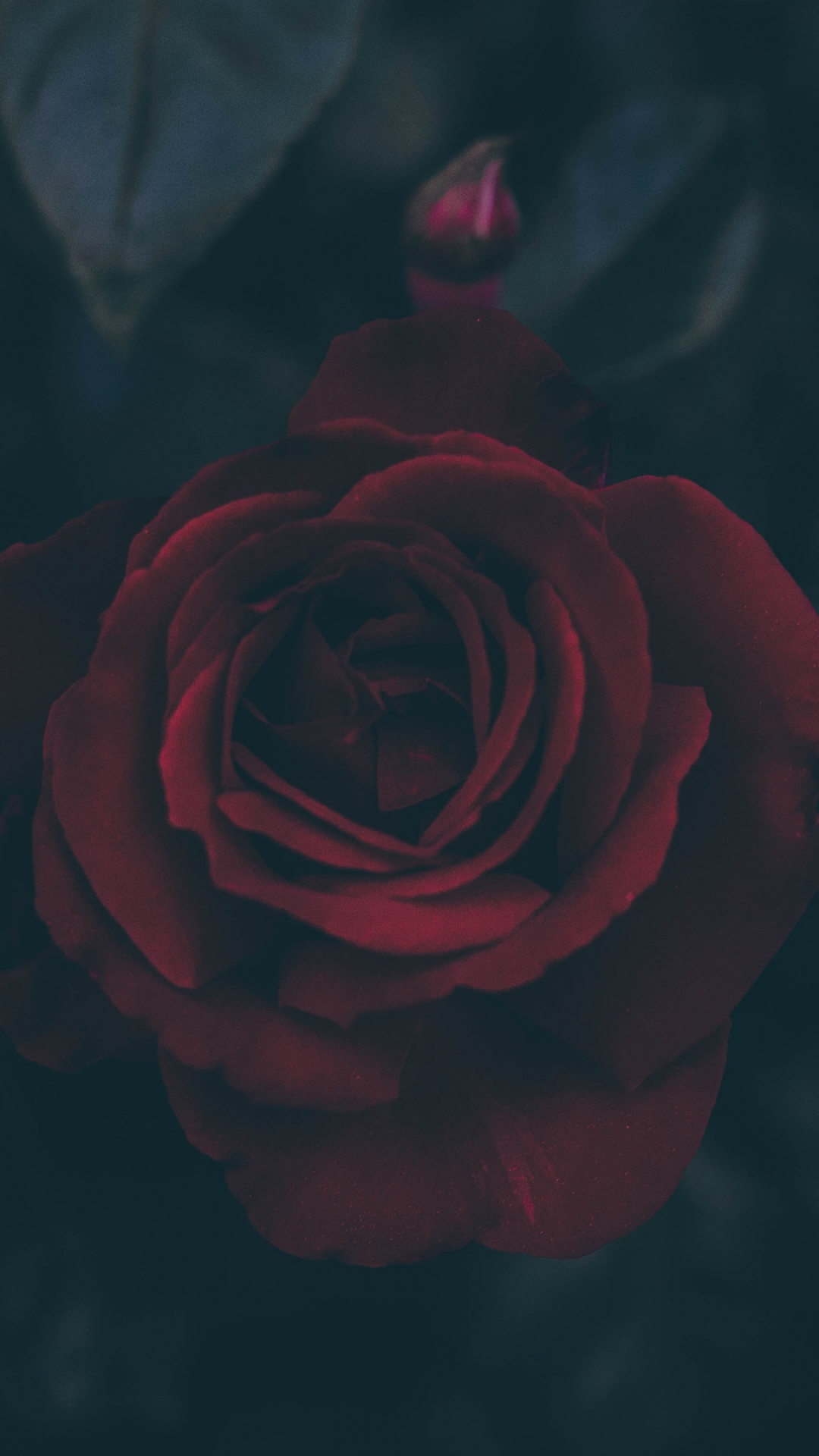 Descarga gratuita de fondo de pantalla para móvil de Flores, Rosa, Flor, Flor Roja, Tierra/naturaleza.