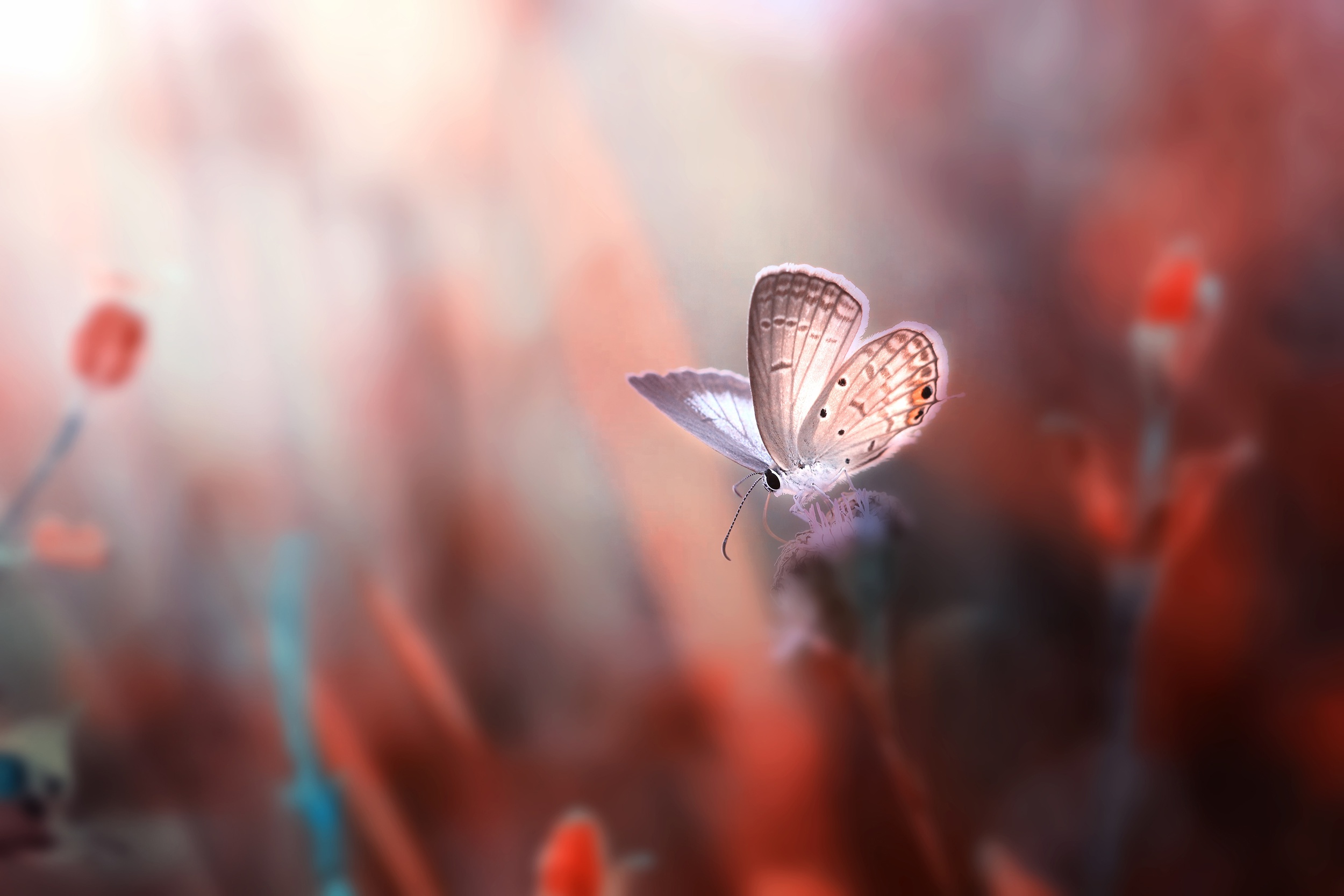Free download wallpaper Macro, Blur, Insect, Butterfly, Animal on your PC desktop
