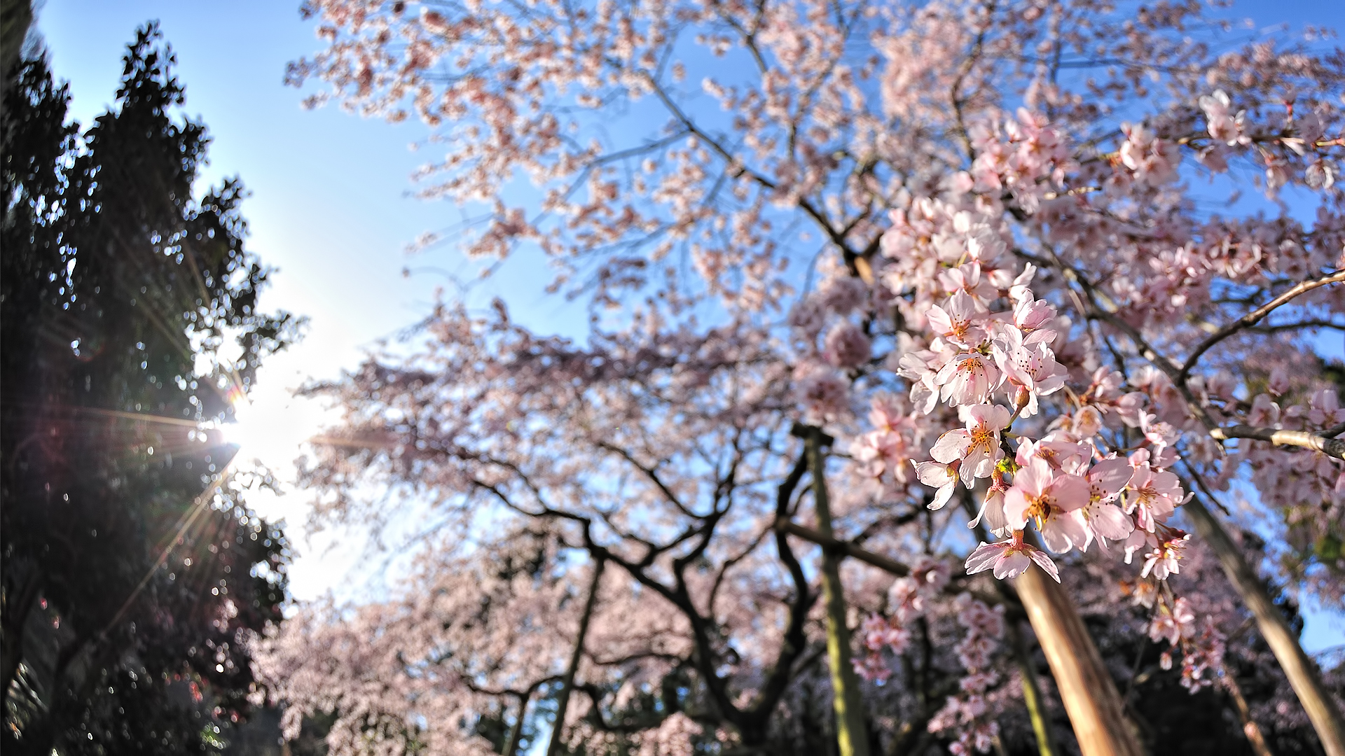 Free download wallpaper Flowers, Earth, Blossom on your PC desktop