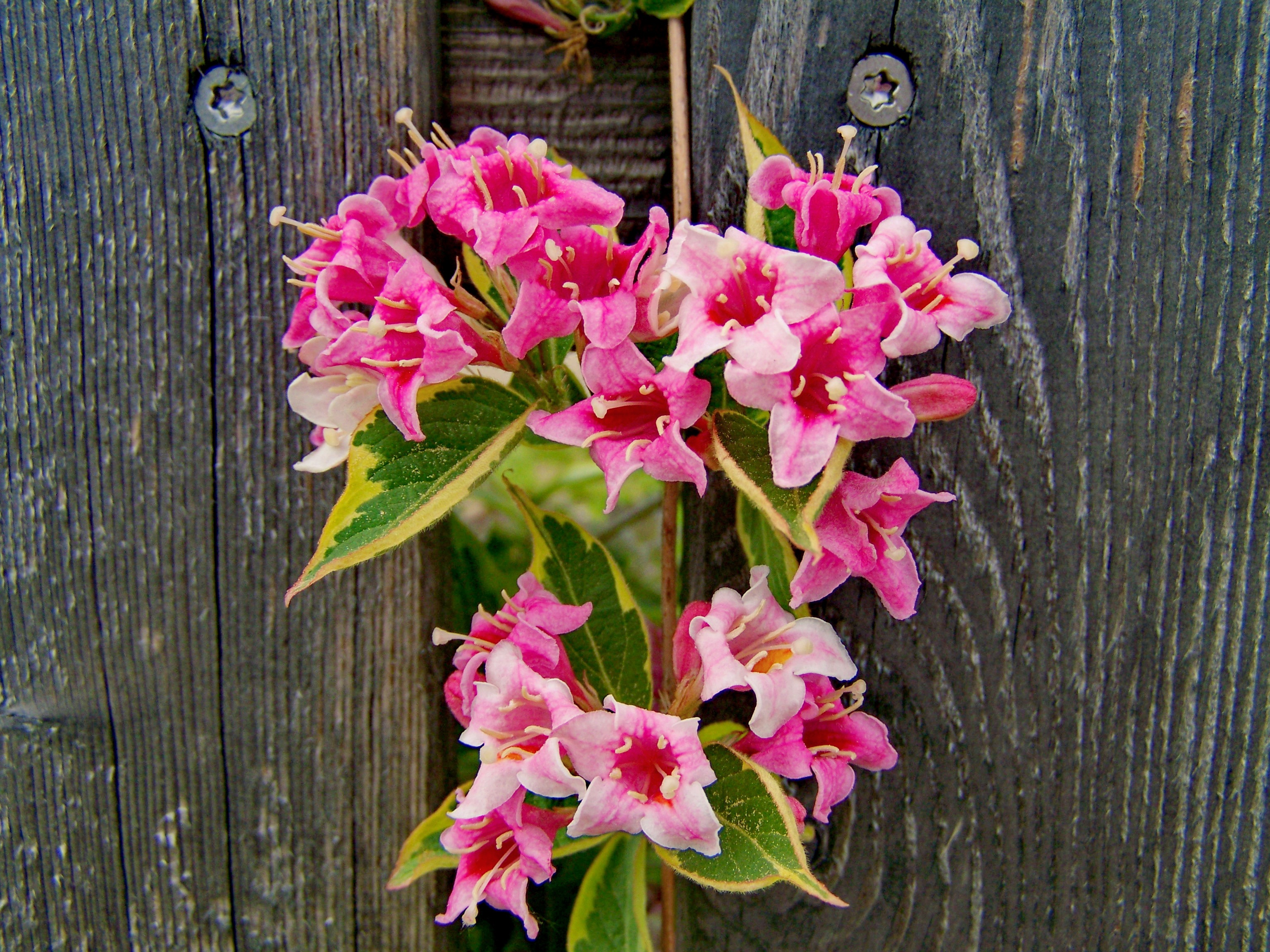 Download mobile wallpaper Flowers, Flower, Wood, Earth, Pink Flower for free.