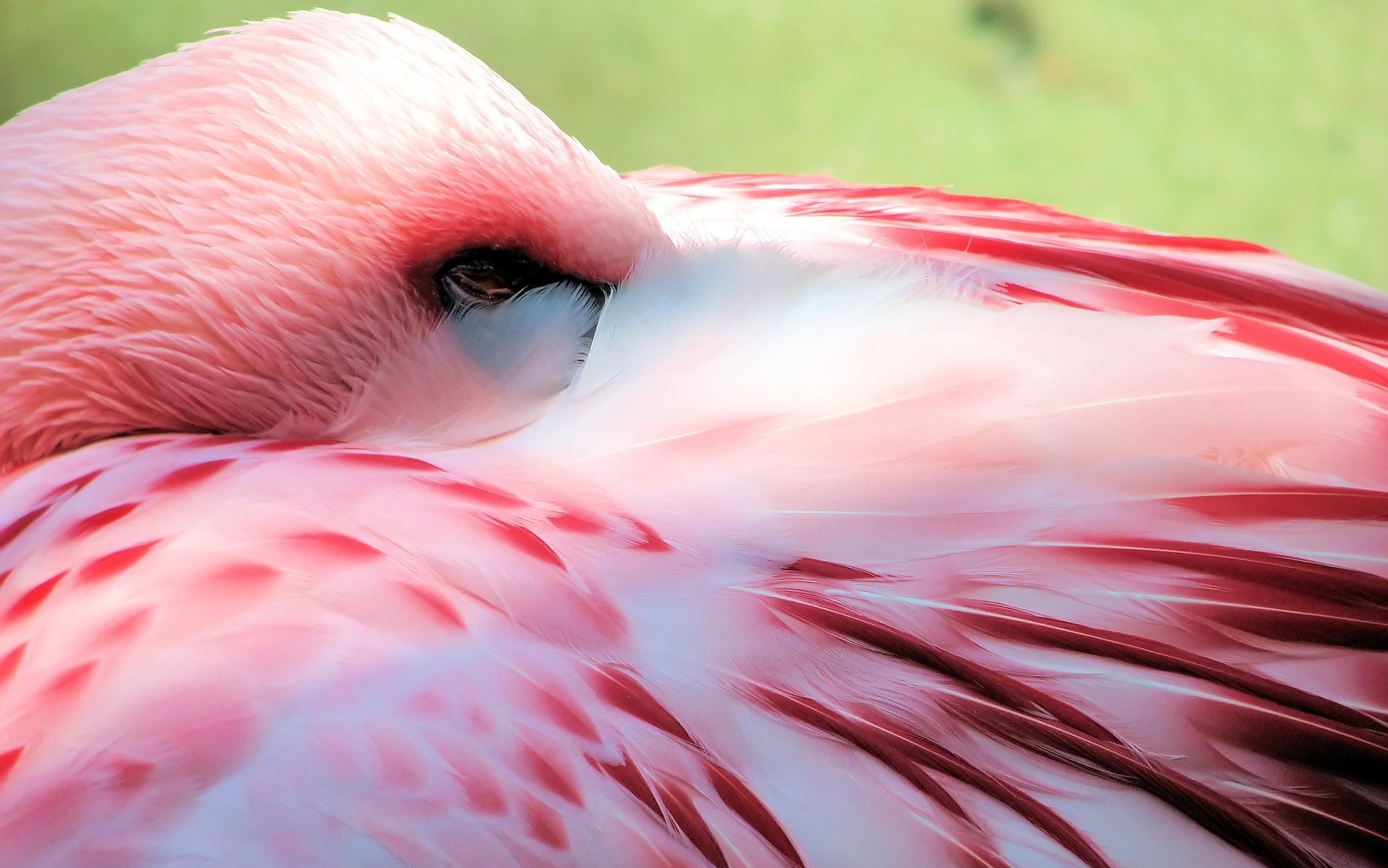 Téléchargez gratuitement l'image Animaux, Oiseau, Des Oiseaux, Flamant Rose sur le bureau de votre PC