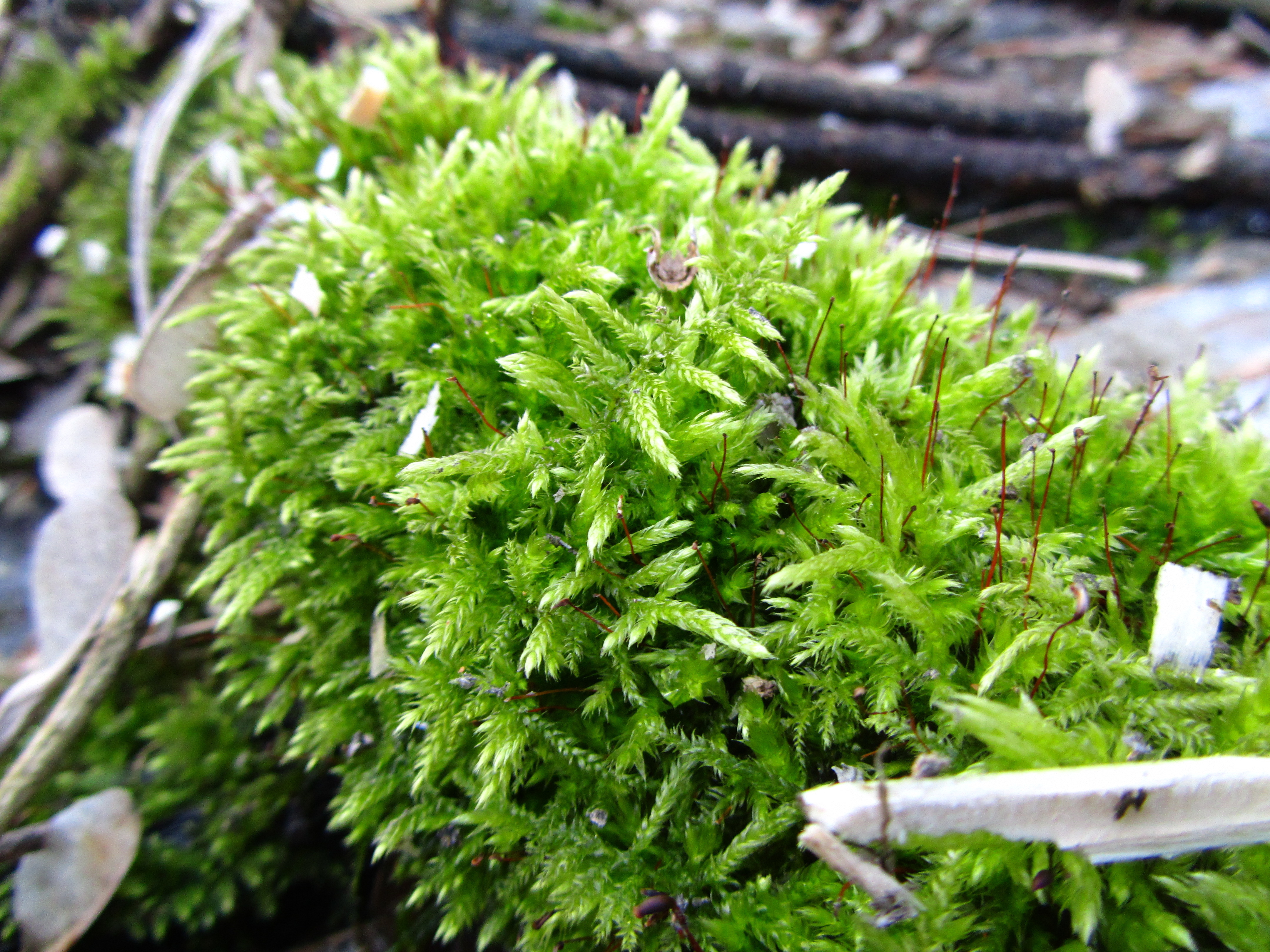 Baixe gratuitamente a imagem Musgo, Terra/natureza na área de trabalho do seu PC