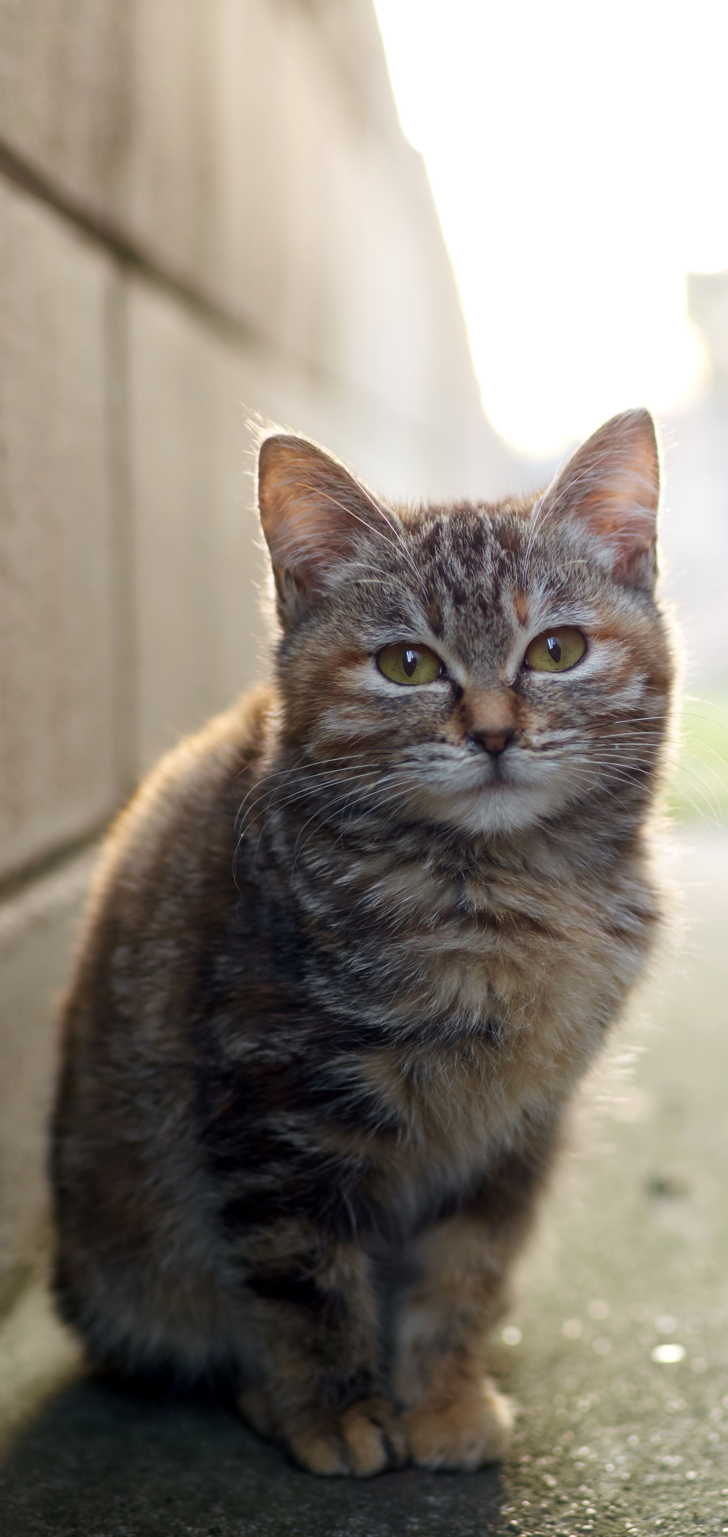 Baixe gratuitamente a imagem Animais, Gatos, Gato na área de trabalho do seu PC