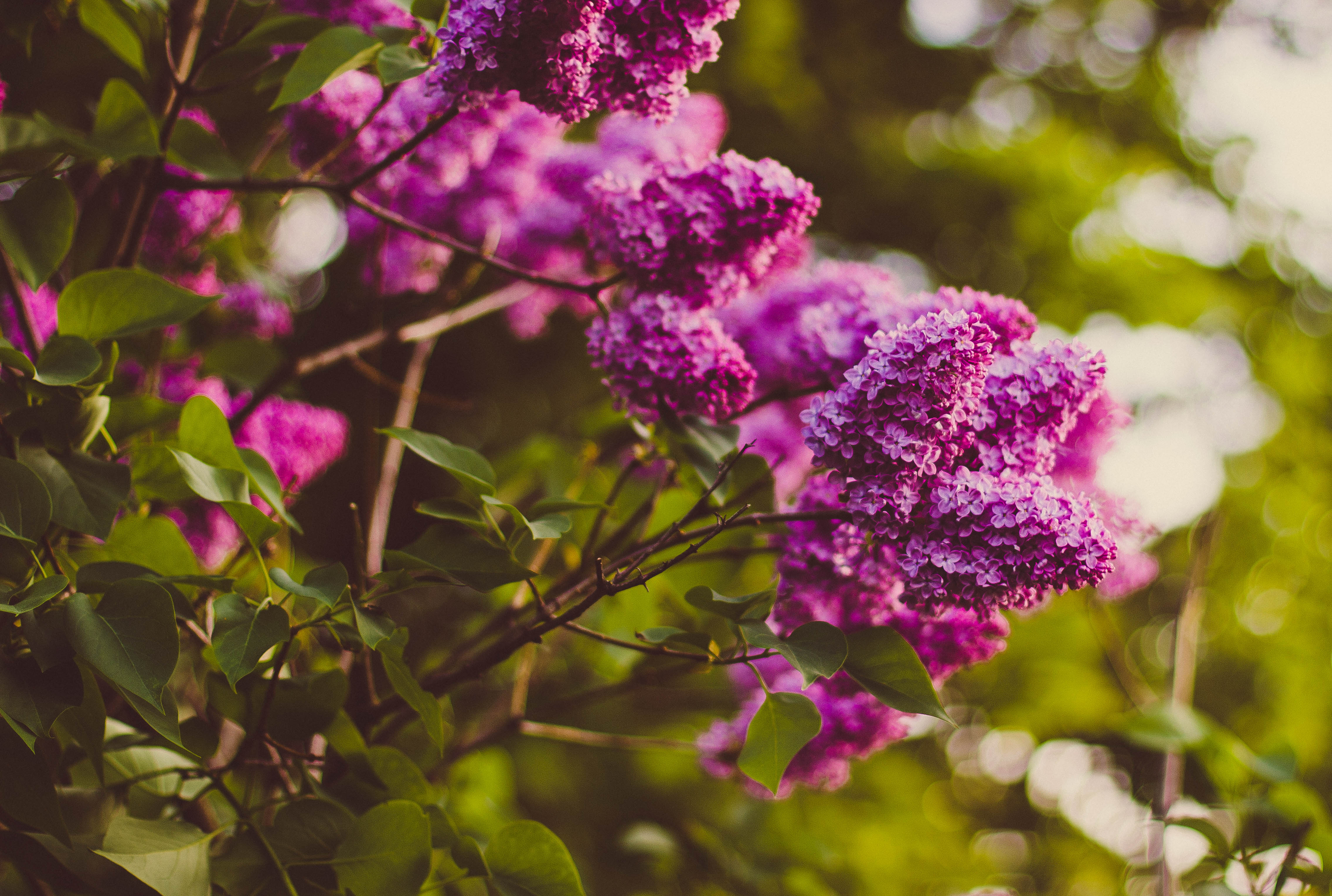 Free download wallpaper Flowers, Blur, Smooth, Branches, Lilac on your PC desktop