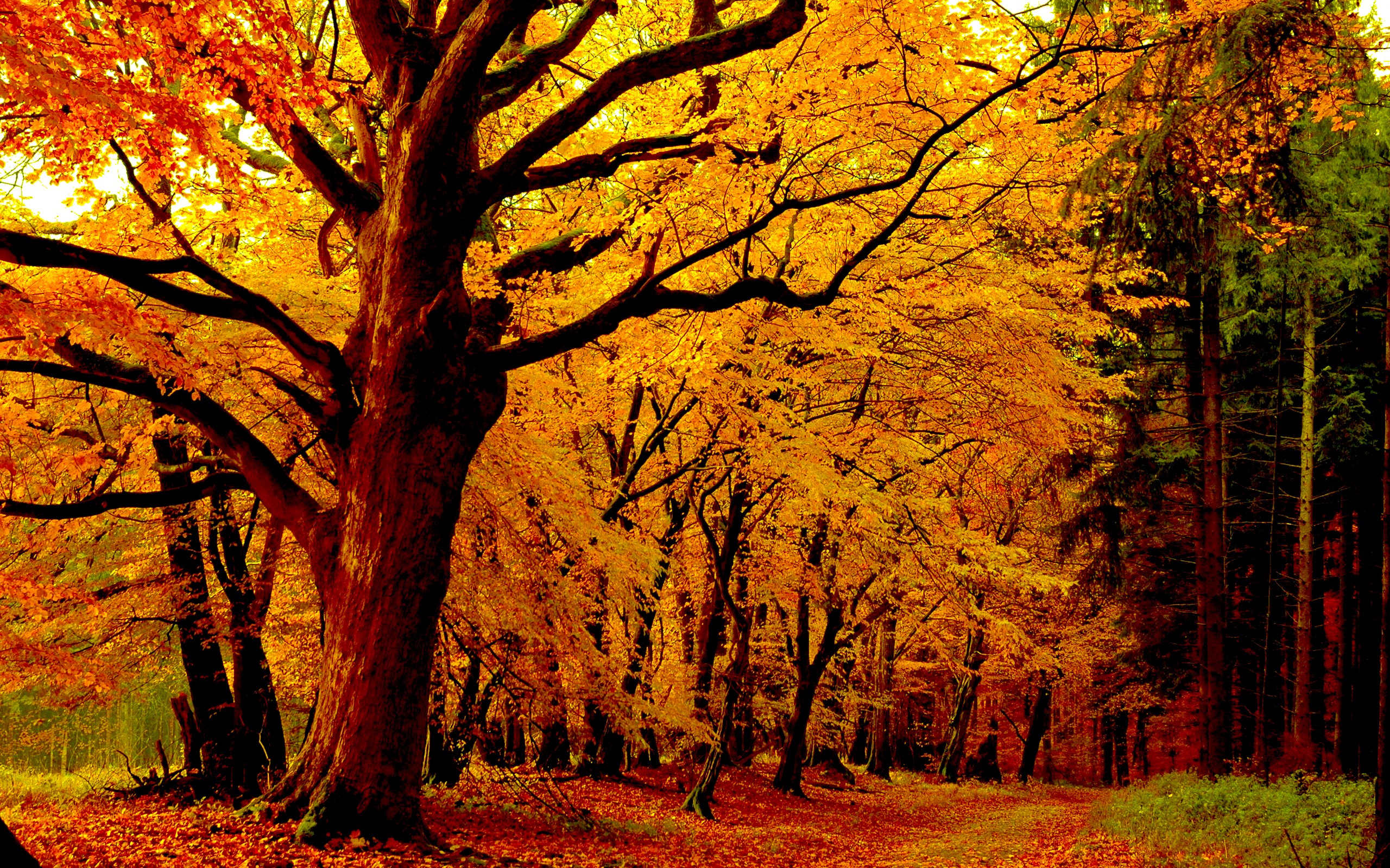 Скачать картинку Природа, Осень, Лес, Дорожка, Земля/природа в телефон бесплатно.
