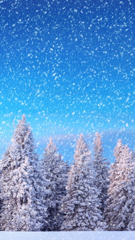 Скачати мобільні шпалери Зима, Сніг, Дерево, Земля, Сосна, Снігопад безкоштовно.
