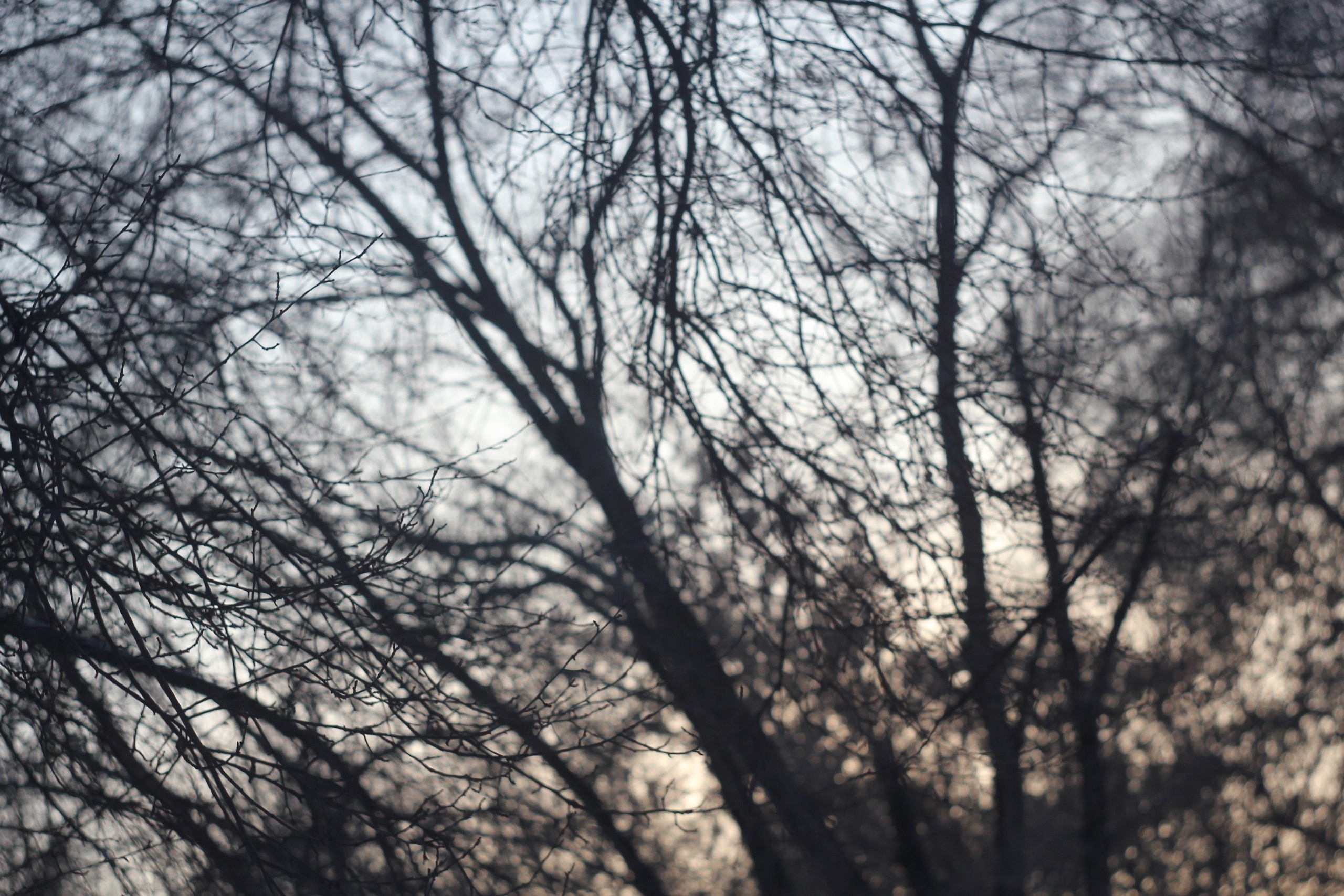 Download mobile wallpaper Helios, Trees, Sky, Nature, Darkness for free.