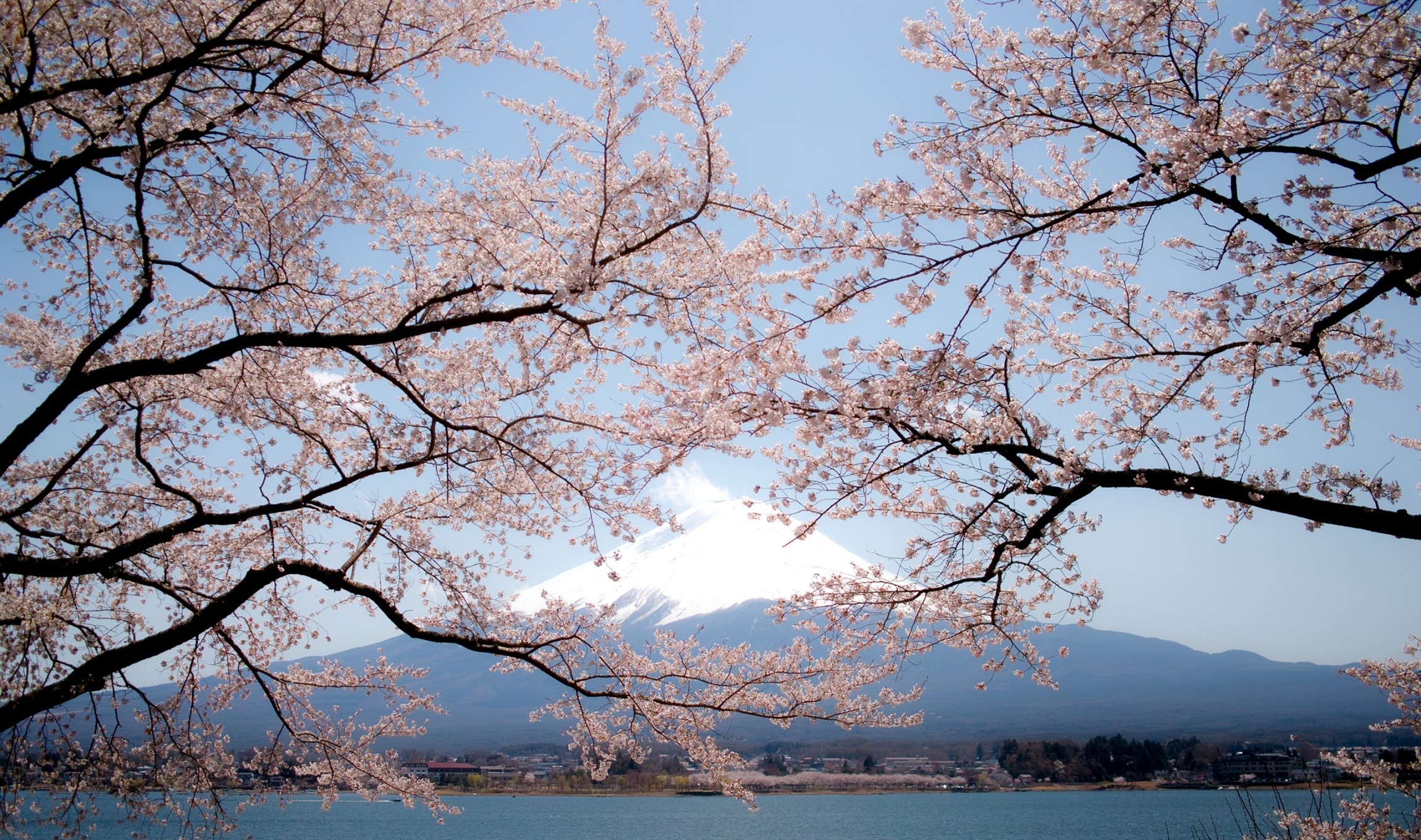 344222 descargar imagen japón, tierra/naturaleza, monte fuji, sakura, primavera, volcanes: fondos de pantalla y protectores de pantalla gratis