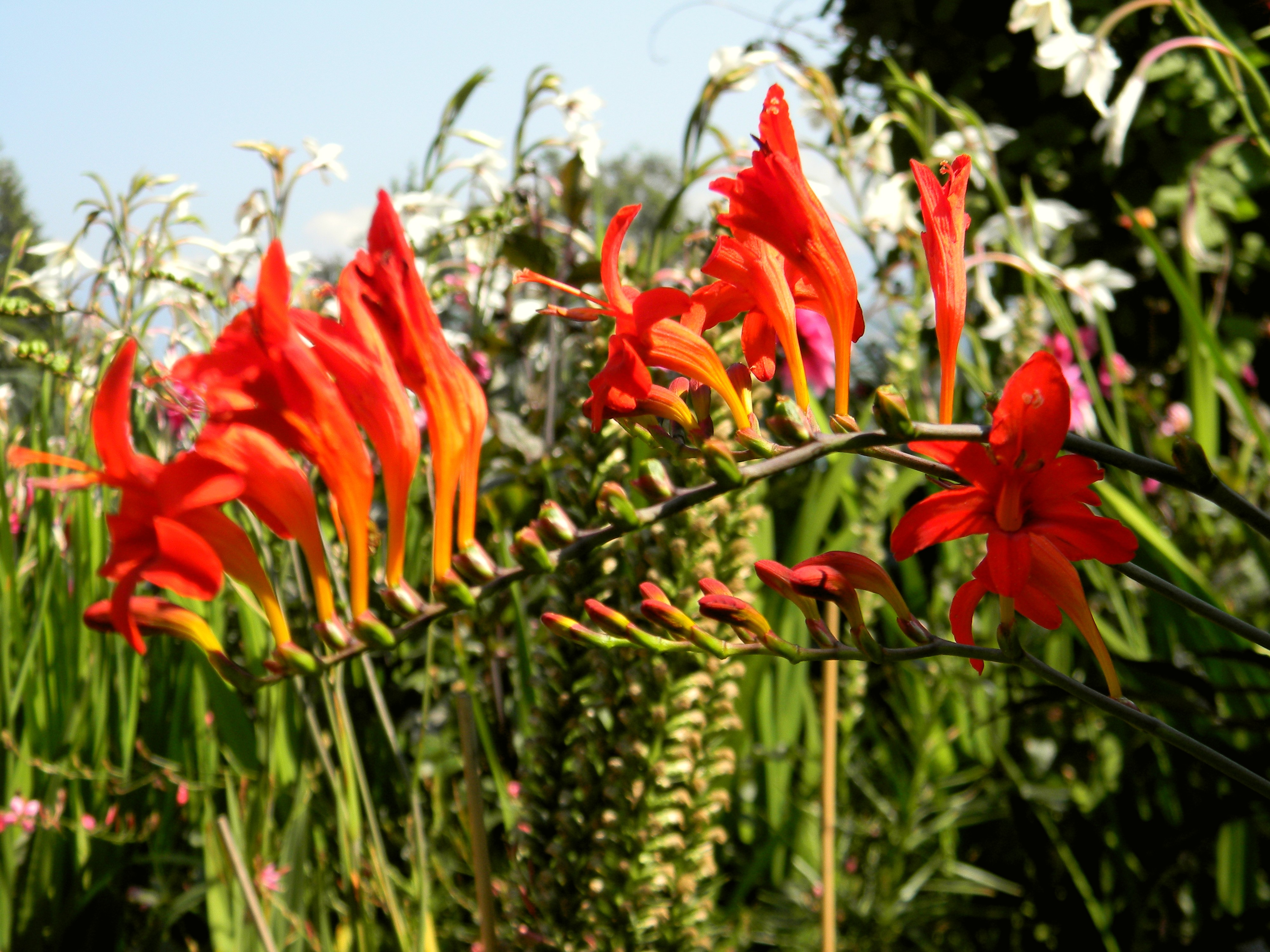 Laden Sie das Blumen, Blume, Erde/natur-Bild kostenlos auf Ihren PC-Desktop herunter