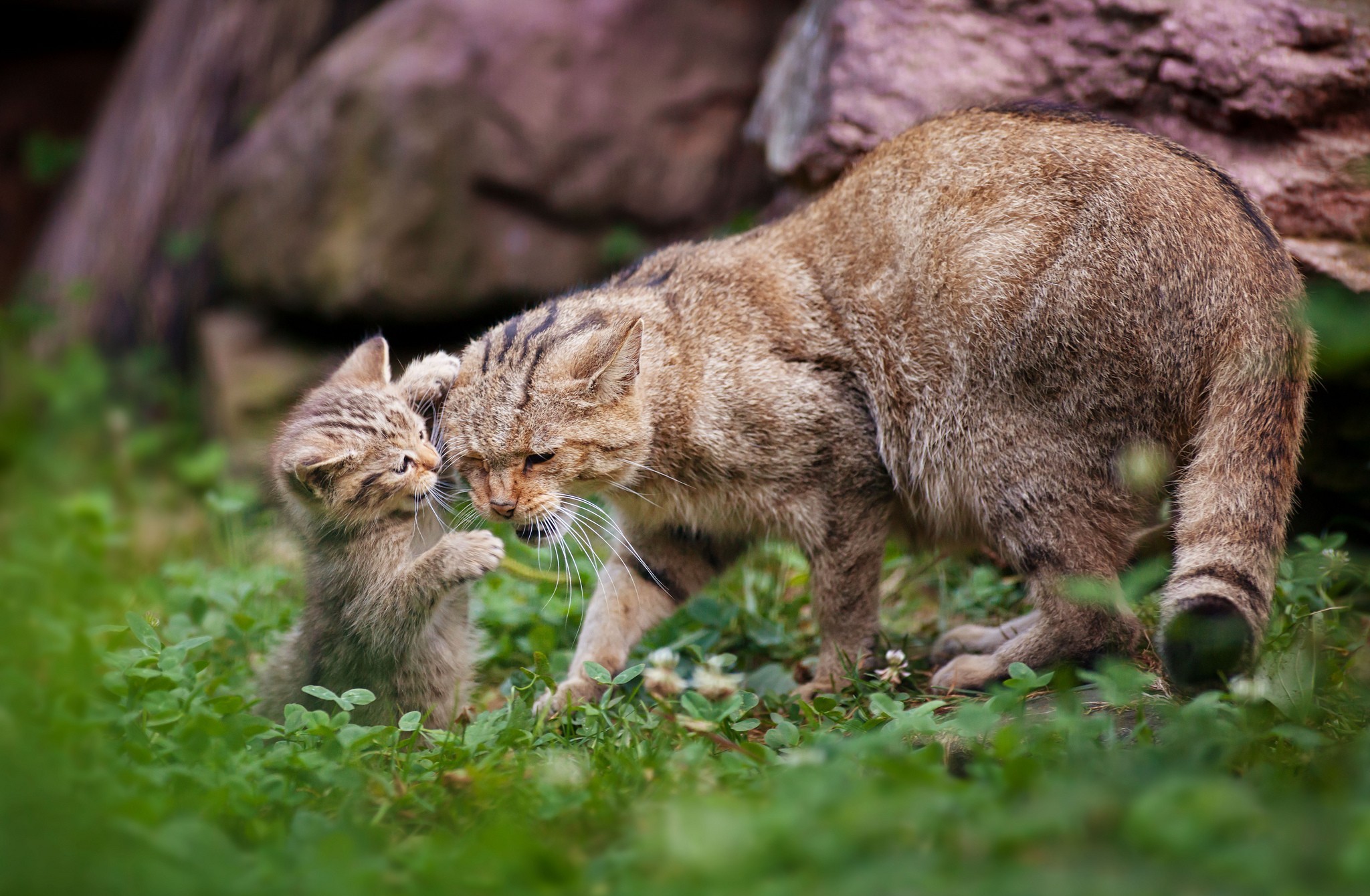 PCデスクトップにネコ, 猫, 動物画像を無料でダウンロード