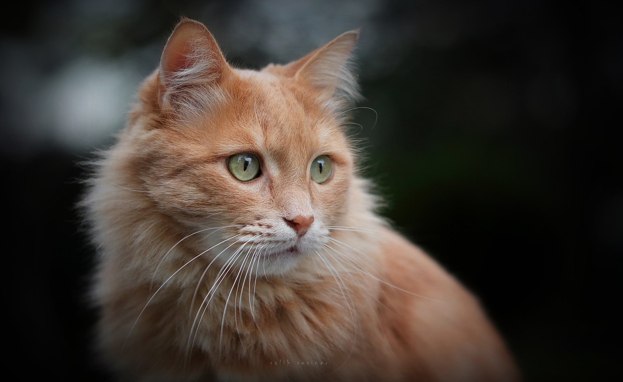 Handy-Wallpaper Tiere, Katzen, Katze kostenlos herunterladen.