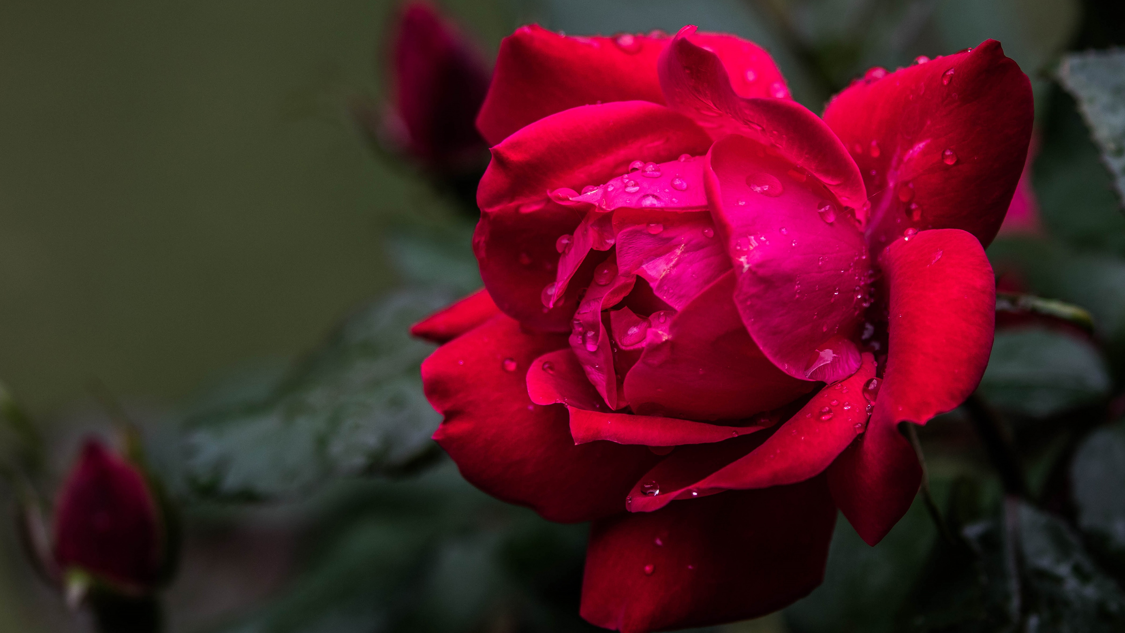 Baixe gratuitamente a imagem Flores, Rosa, Flor, Terra/natureza, Gota De Água na área de trabalho do seu PC