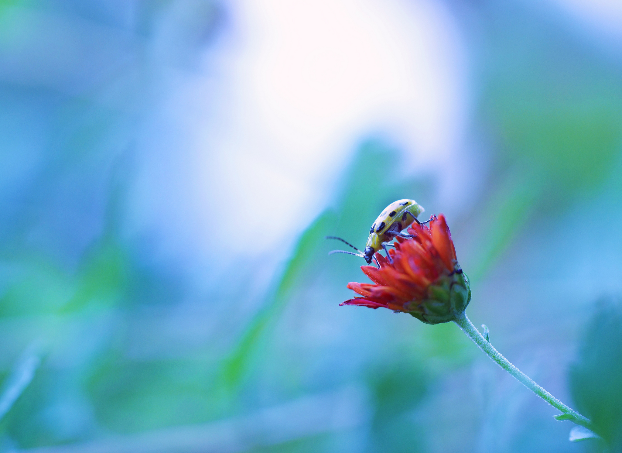 Download mobile wallpaper Nature, Flower, Macro, Blur, Insect, Animal, Beetle, Red Flower for free.