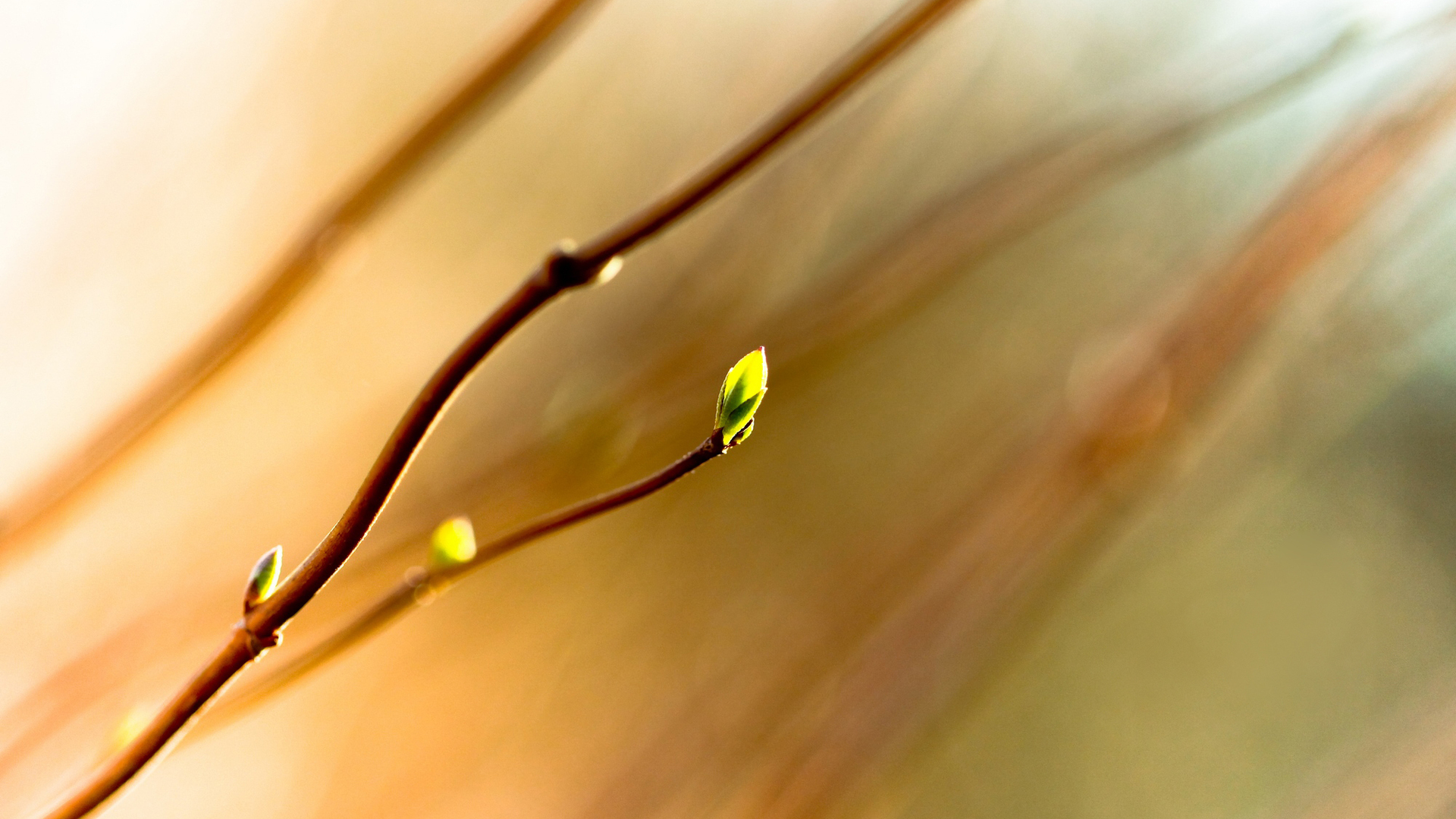 Laden Sie das Blatt, Erde/natur-Bild kostenlos auf Ihren PC-Desktop herunter