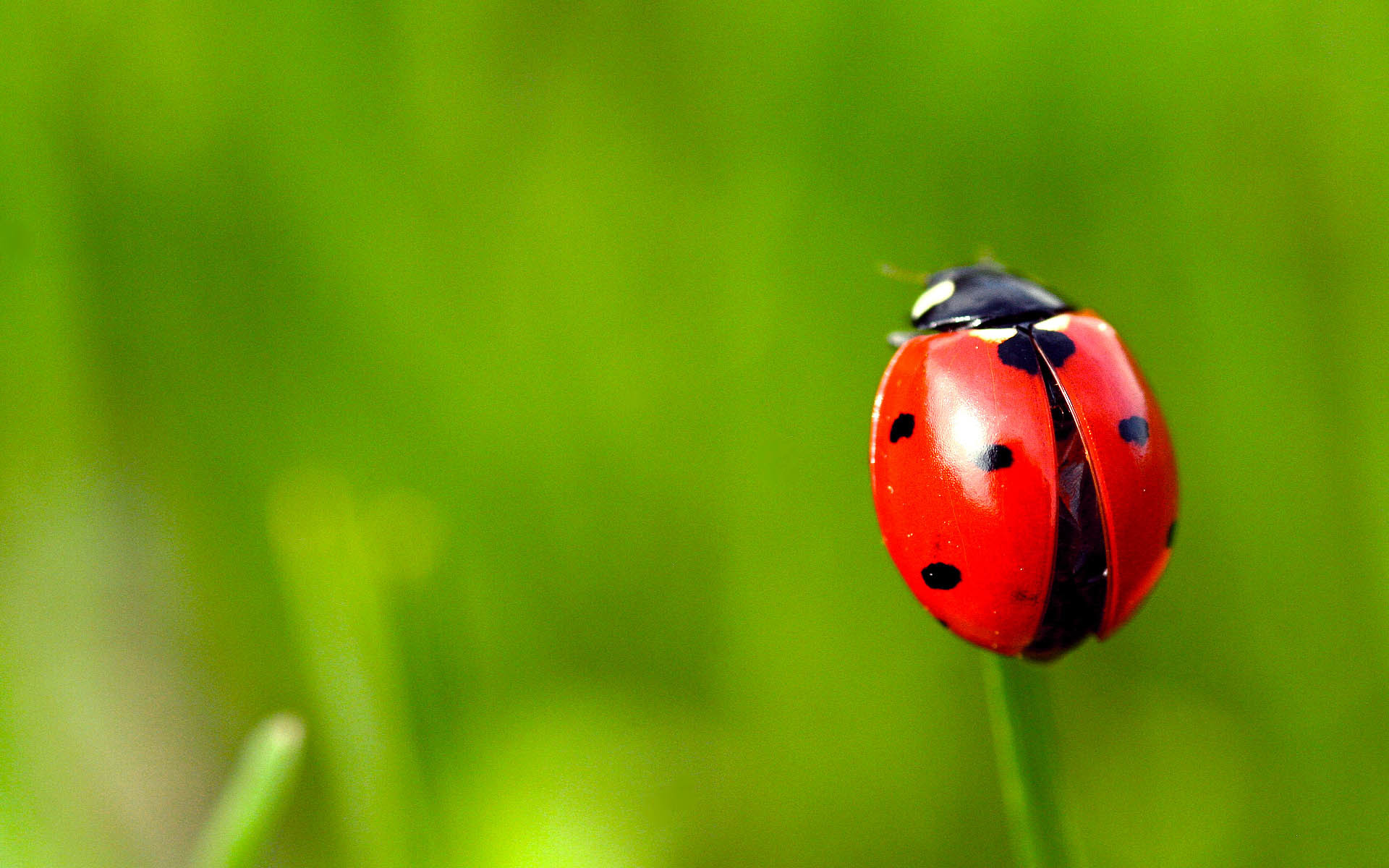 Download mobile wallpaper Animal, Ladybug for free.