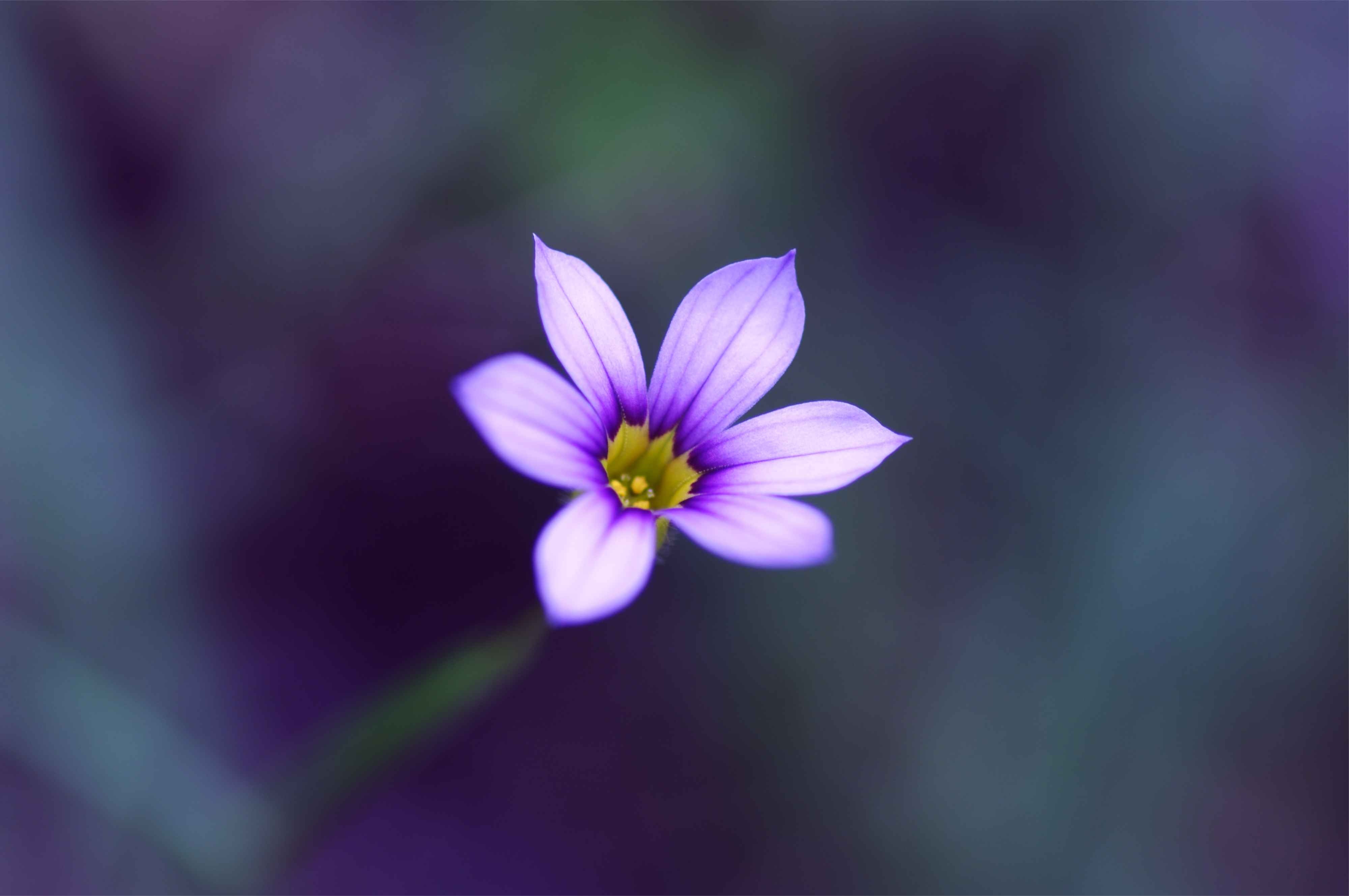 Téléchargez gratuitement l'image Fleurs, Fleur, Terre/nature sur le bureau de votre PC