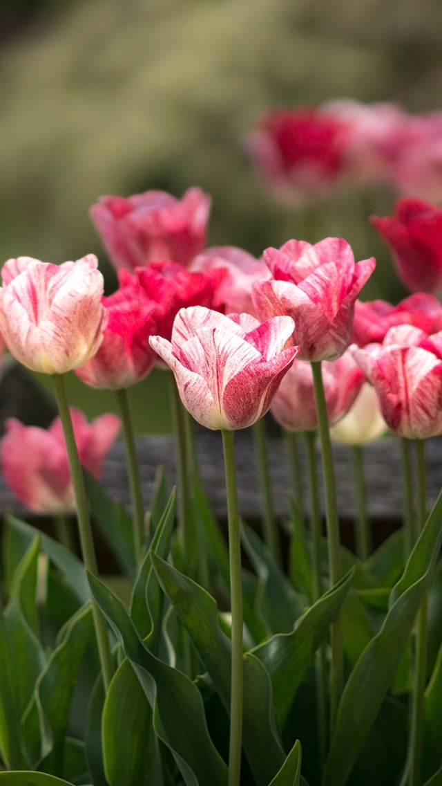 Handy-Wallpaper Natur, Blumen, Blume, Tulpe, Erde/natur, Pinke Blume, Tiefenschärfe kostenlos herunterladen.