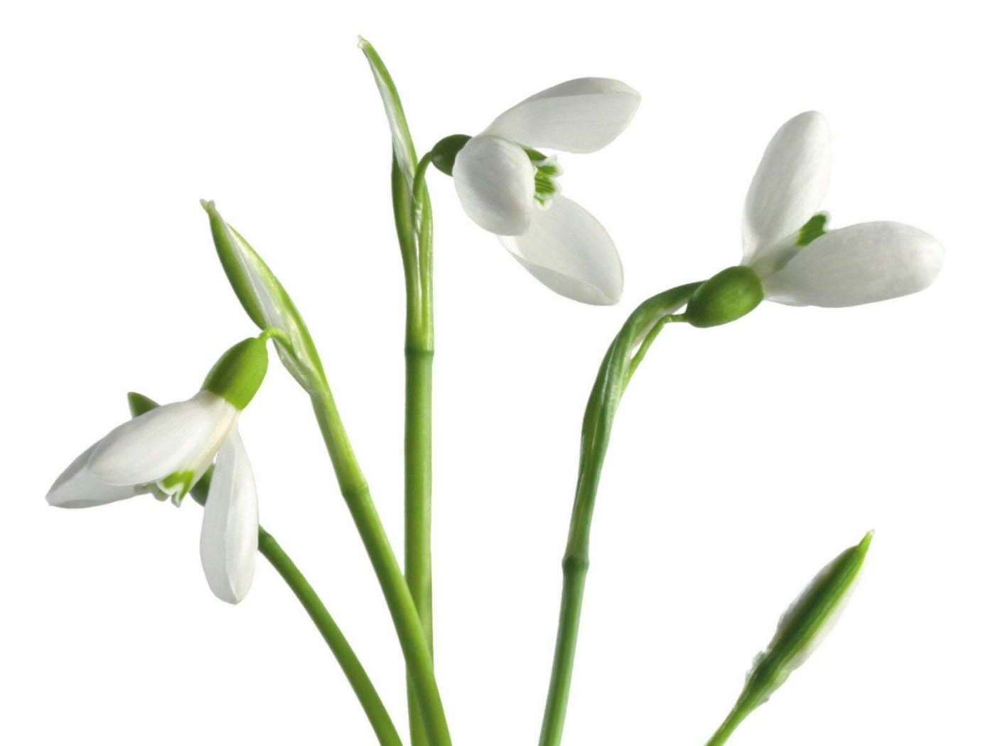 Descarga gratis la imagen Plantas, Flores, Snowdrops en el escritorio de tu PC