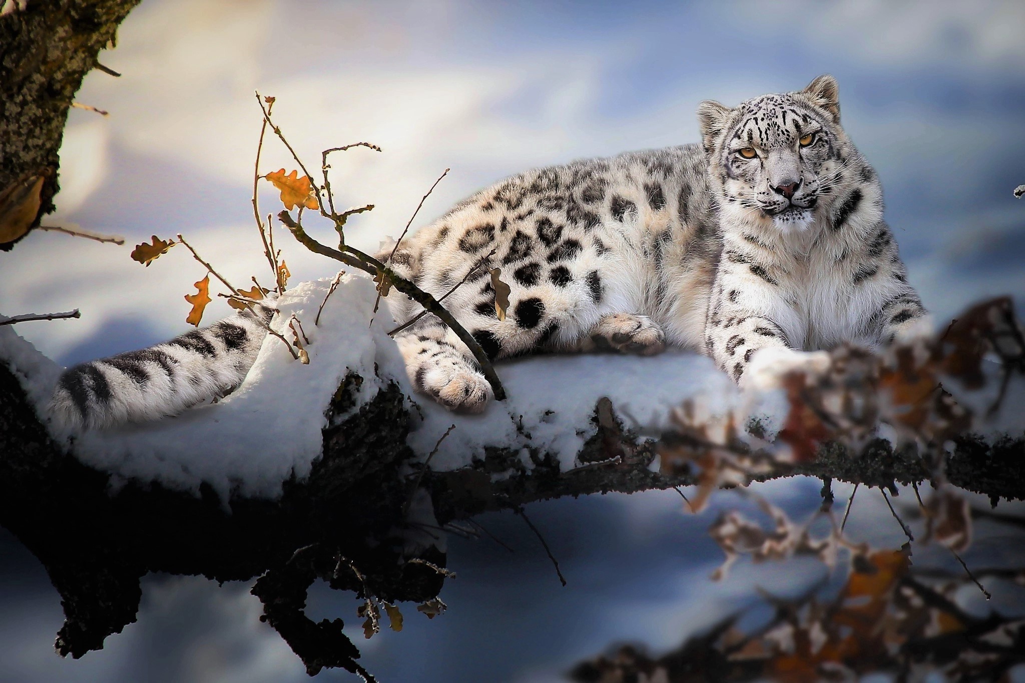 Download mobile wallpaper Winter, Cats, Snow Leopard, Animal, Painting for free.