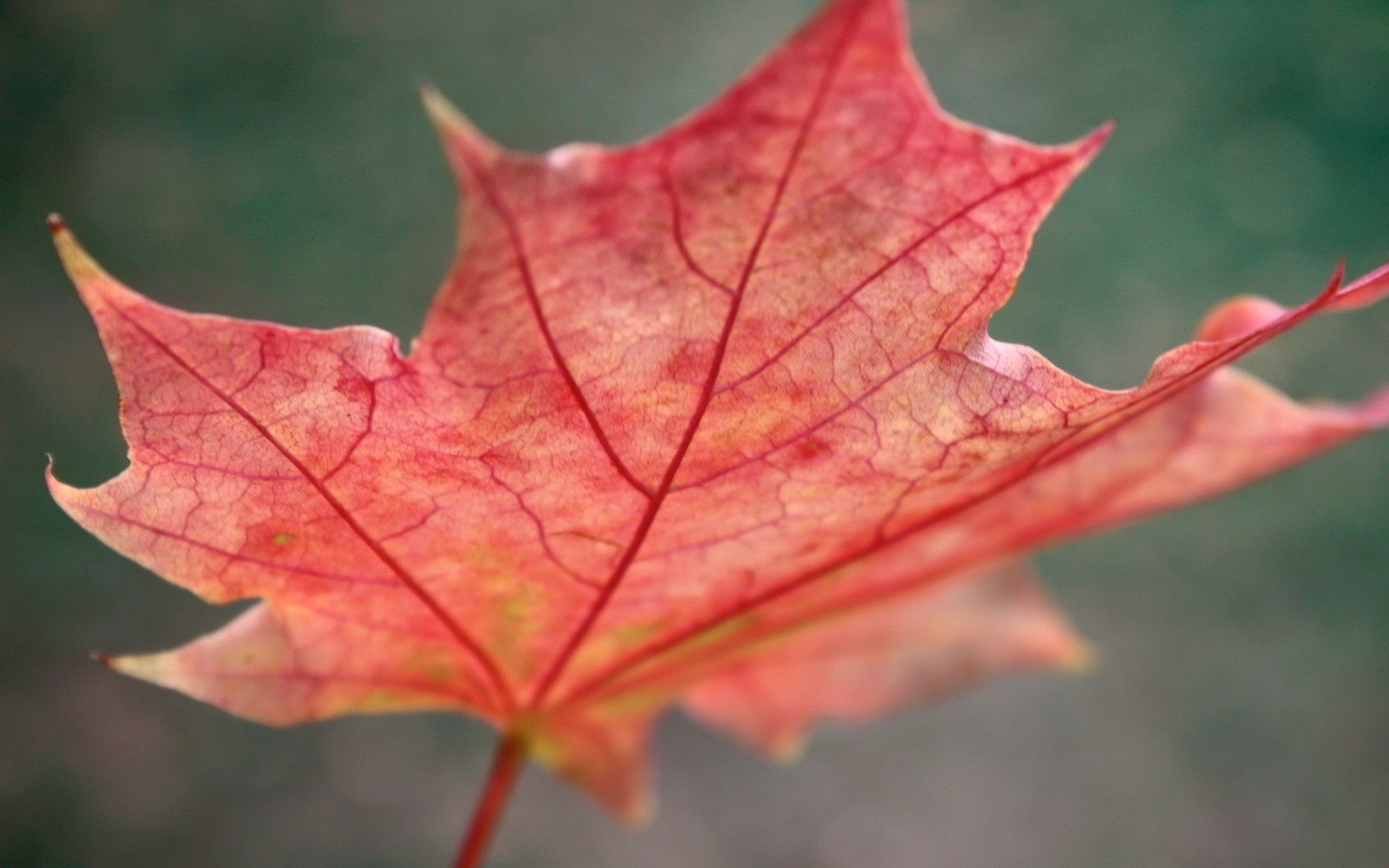 nature, autumn, sheet, leaf, maple Image for desktop