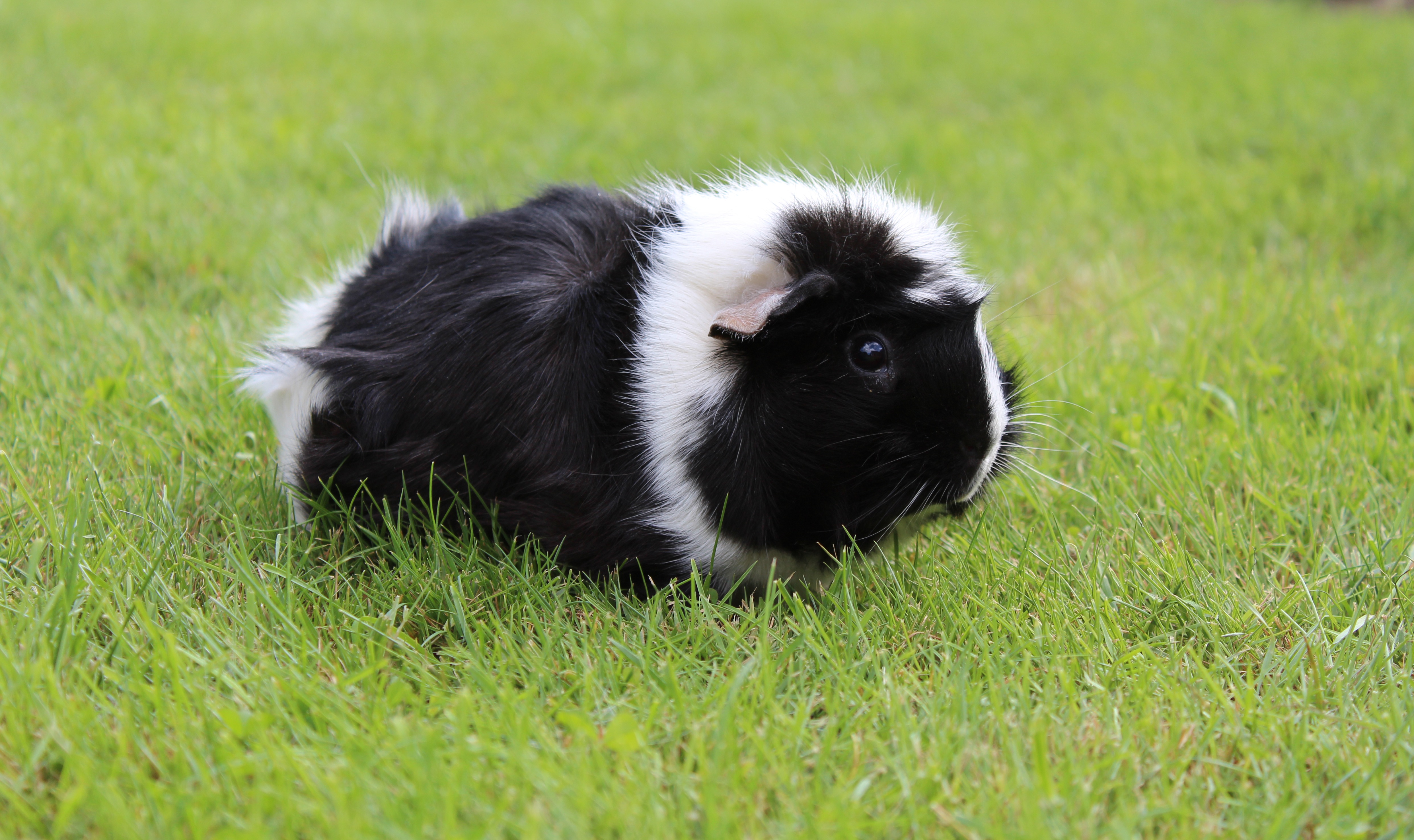 guinea pig, animals, grass, stroll, rodent, shaggy