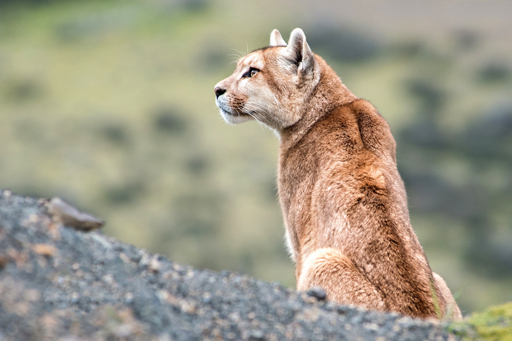 Free download wallpaper Cats, Animal, Cougar on your PC desktop