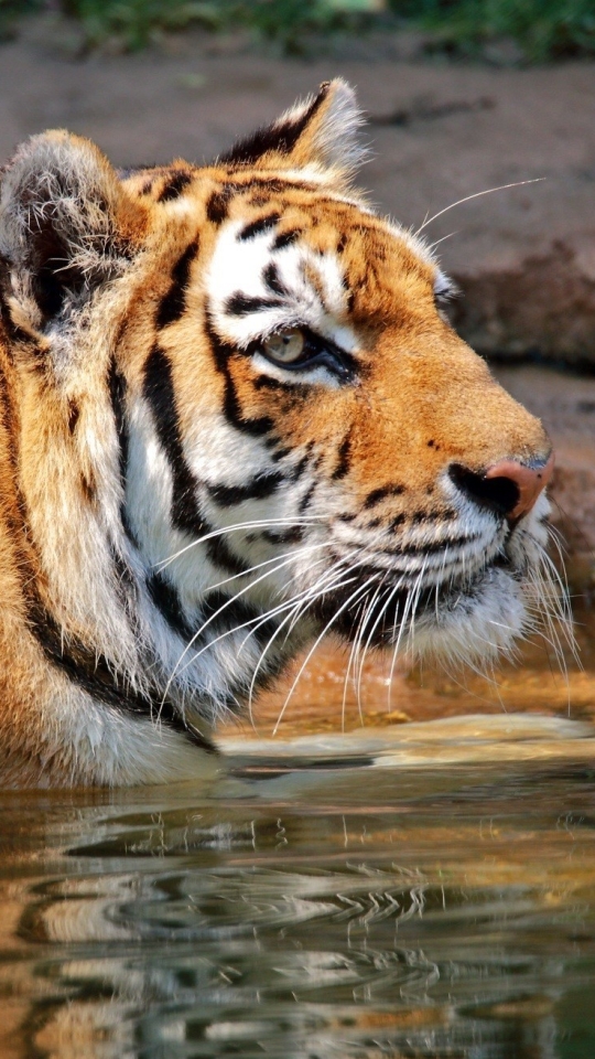 Téléchargez des papiers peints mobile Animaux, Chats, Tigre gratuitement.