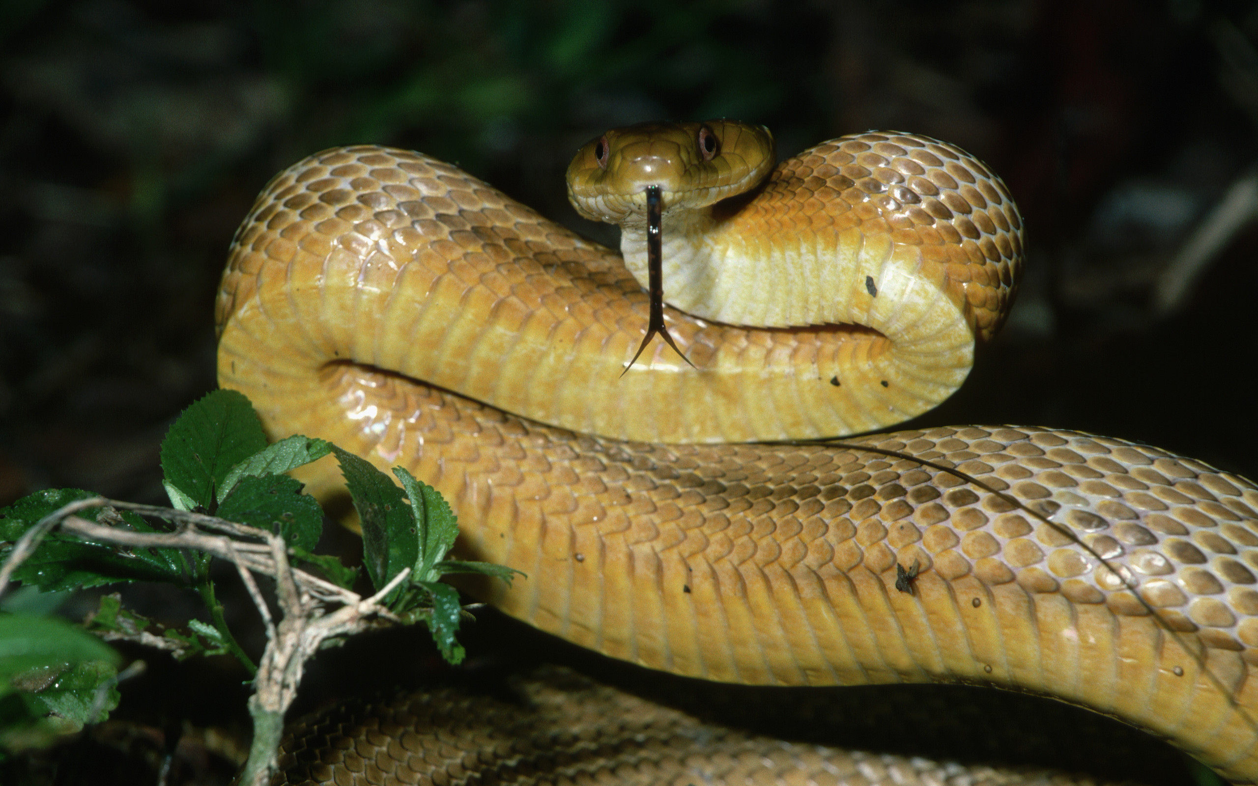 Téléchargez des papiers peints mobile Serpent, Reptiles, Animaux gratuitement.