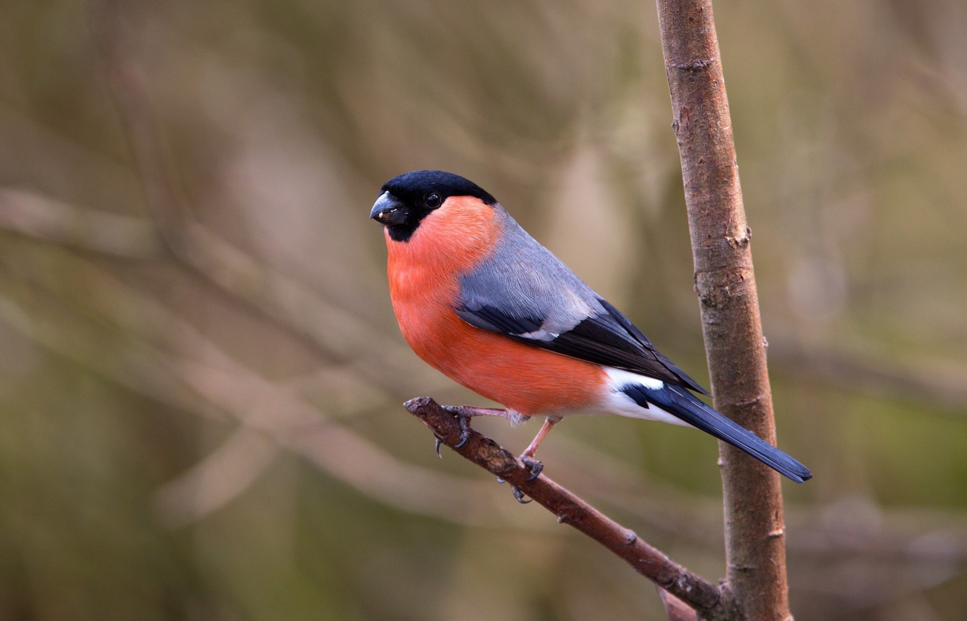 Baixar papel de parede para celular de Animais, Aves, Pássaro gratuito.